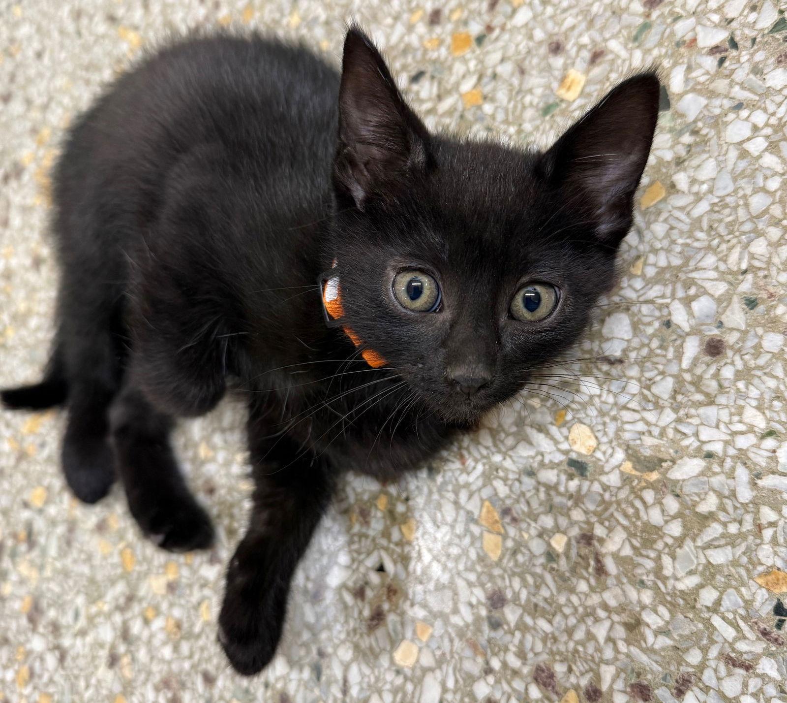 Enlarge Truffle (Available 3/20/26), a Adoptable Domestic Short Hair in Williamsburg, IA image 1/1