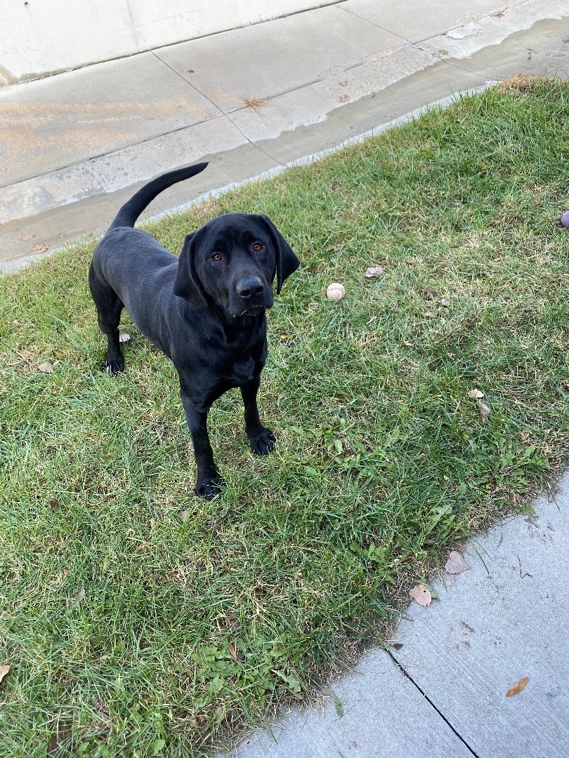 Enlarge Clark, a Adopted mixed breed in Atchison, KS image 1/4