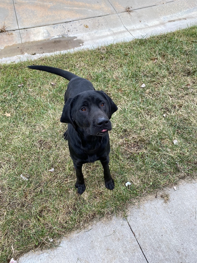Enlarge Clark, a Adopted mixed breed in Atchison, KS image 2/4