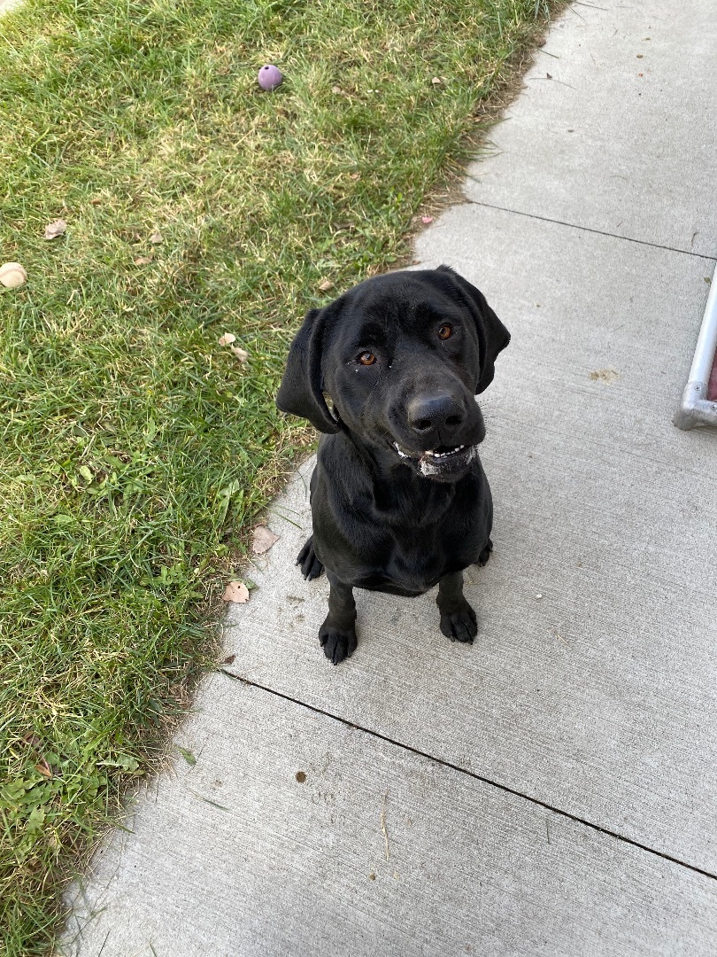Enlarge Clark, a Adopted mixed breed in Atchison, KS image 3/4