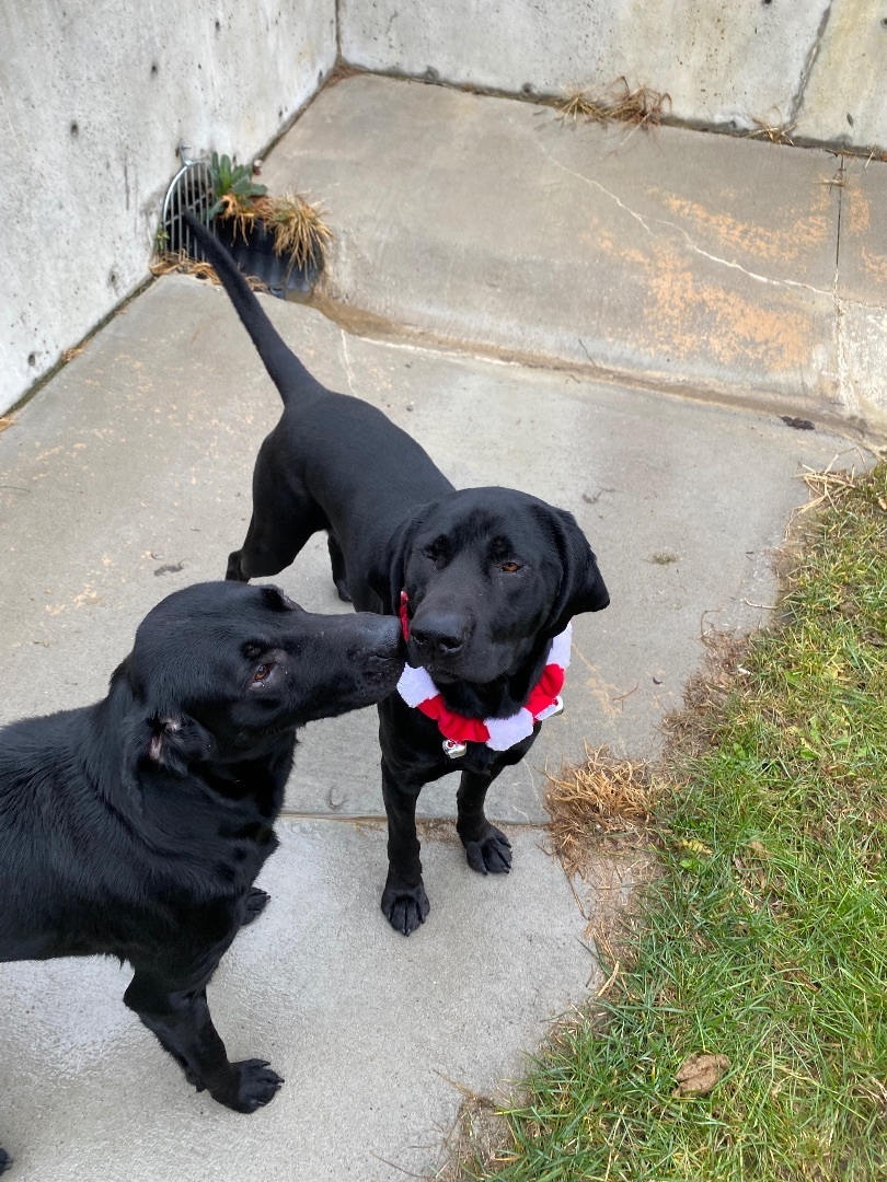 Enlarge Clark, a Adopted mixed breed in Atchison, KS image 4/4