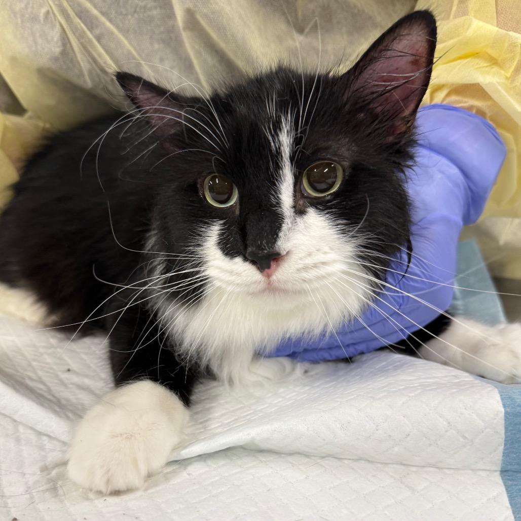 Penelope, Adoptable, Adult Female Domestic Long Hair.