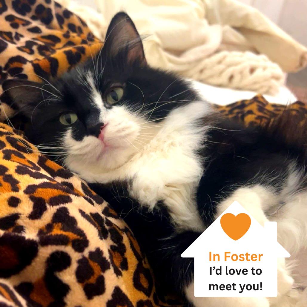 Penelope, a Adoptable Domestic Long Hair in Salt Lake City, UT image 2/6