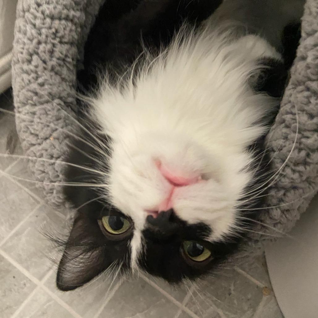 Penelope, a Adoptable Domestic Long Hair in Salt Lake City, UT image 4/6