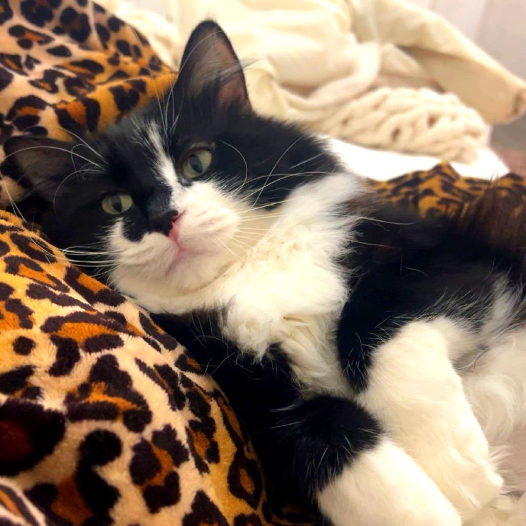 Penelope, a Adoptable Domestic Long Hair in Salt Lake City, UT image 5/6