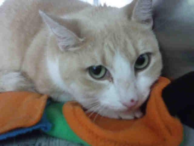 Enlarge CREAMSICLE, a Adoptable Domestic Short Hair in Pensacola, FL image 1/1
