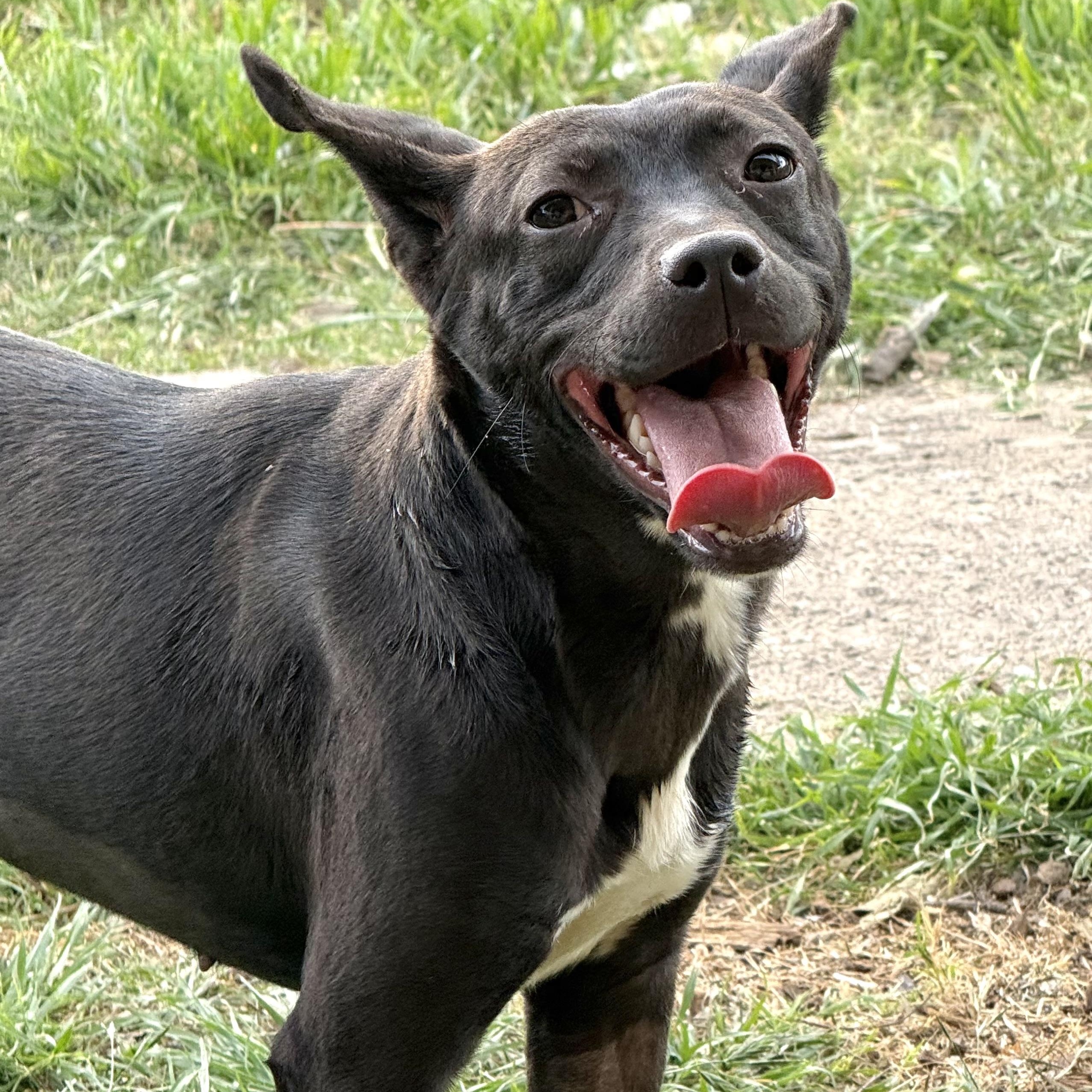 Hayley, Adoptable, Young Female Rat Terrier.