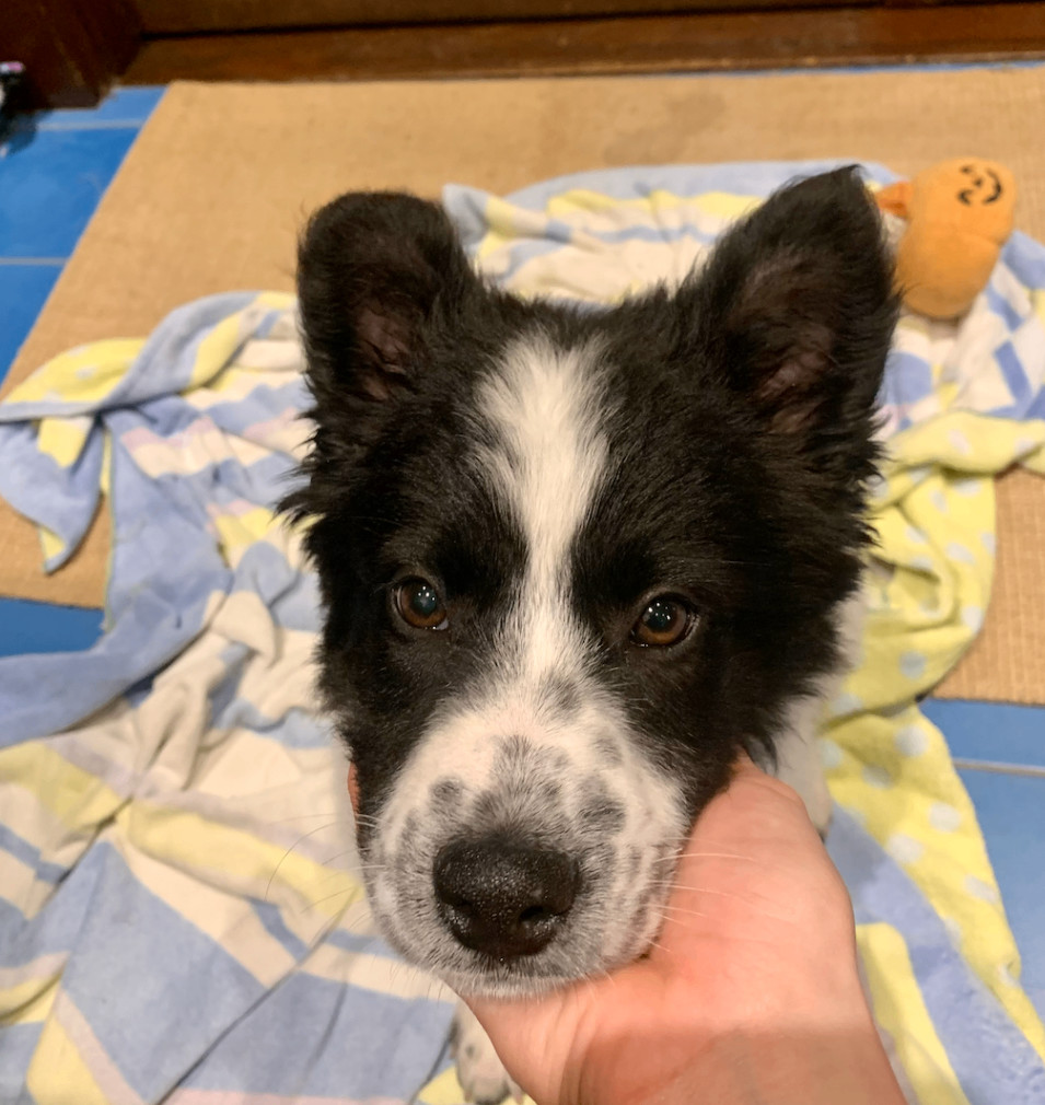 Enlarge Suki, a Adopted mixed breed in Santa Monica, CA image 1/5