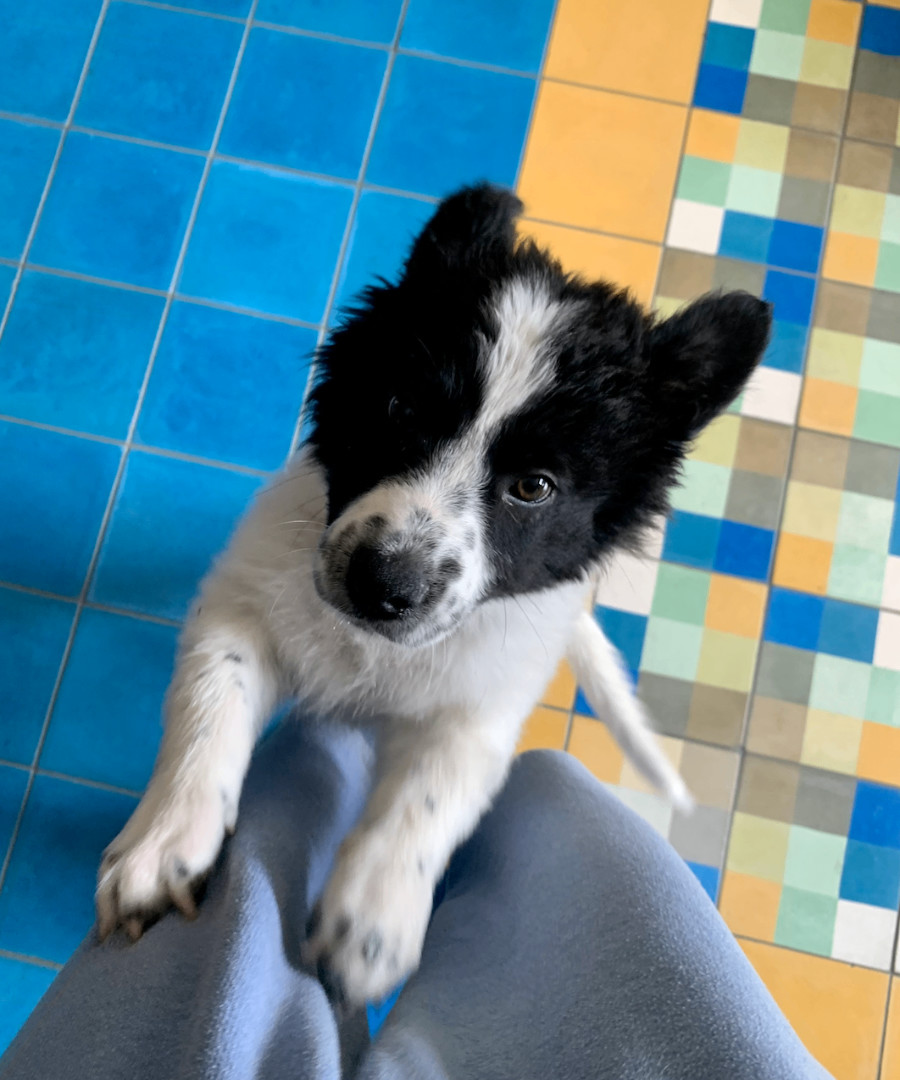 Enlarge Suki, a Adopted mixed breed in Santa Monica, CA image 2/5