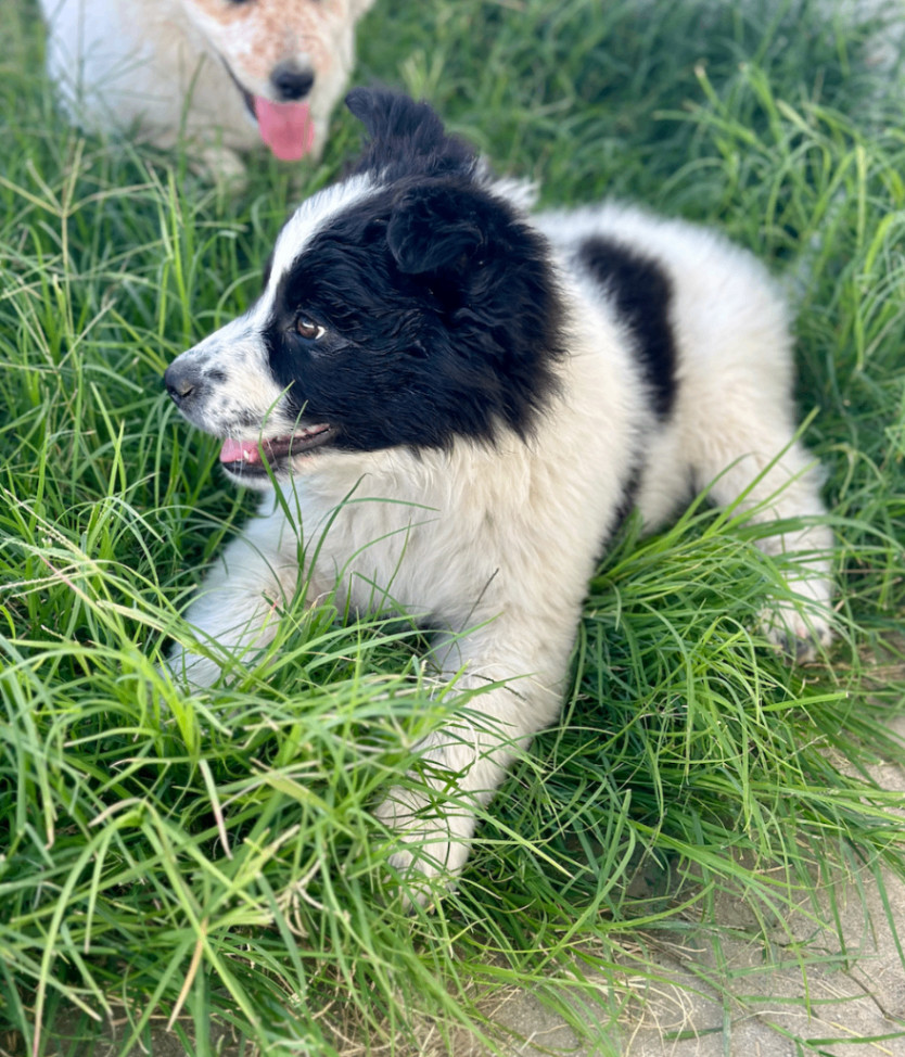 Enlarge Suki, a Adopted mixed breed in Santa Monica, CA image 3/5