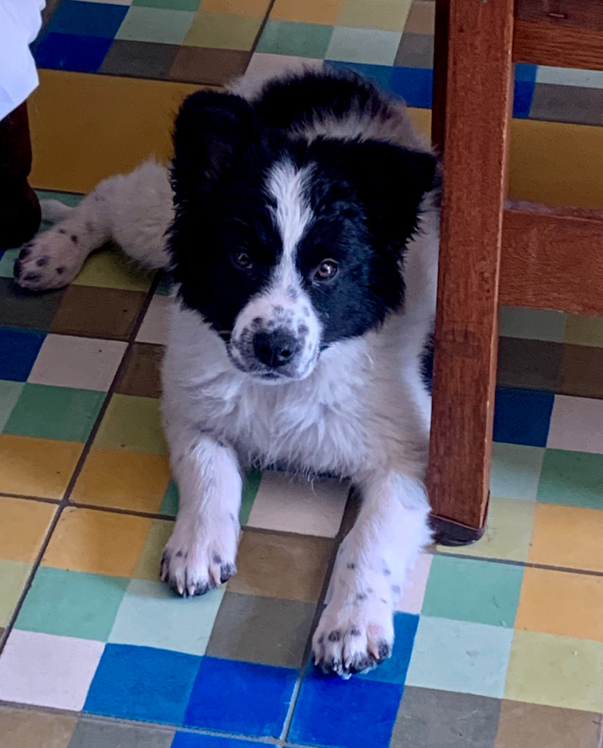 Suki, Adopted, Puppy Female Great Pyrenees & Cattle Dog.