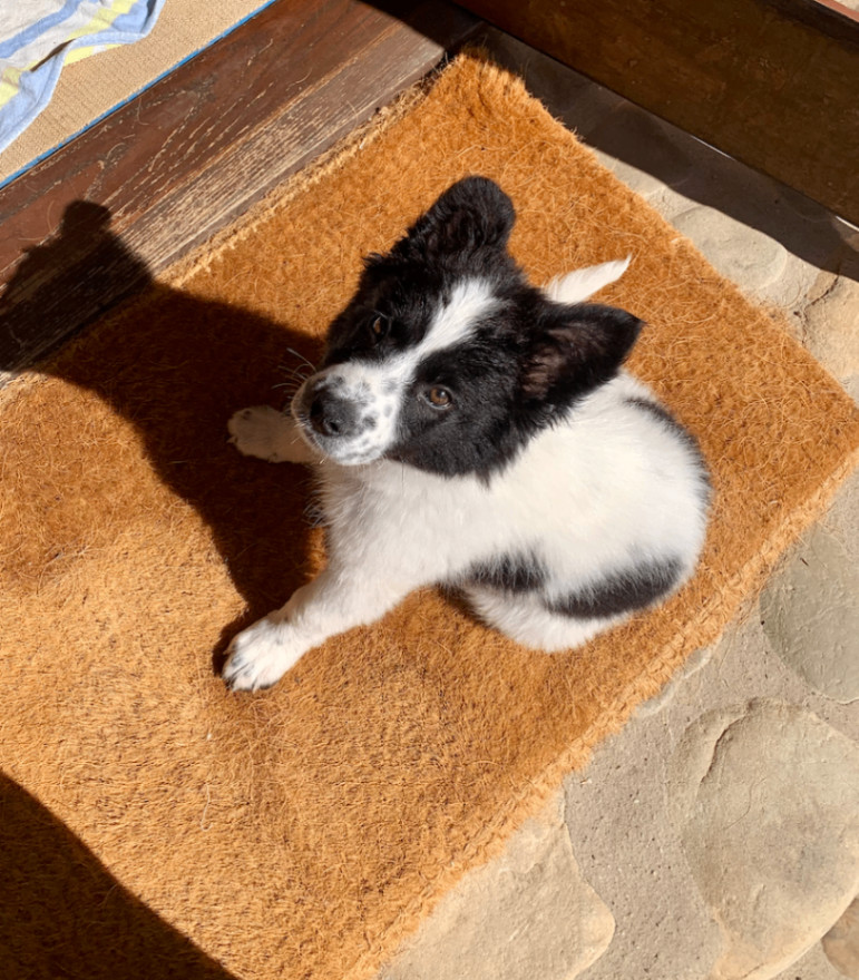 Enlarge Suki, a Adopted mixed breed in Santa Monica, CA image 5/5