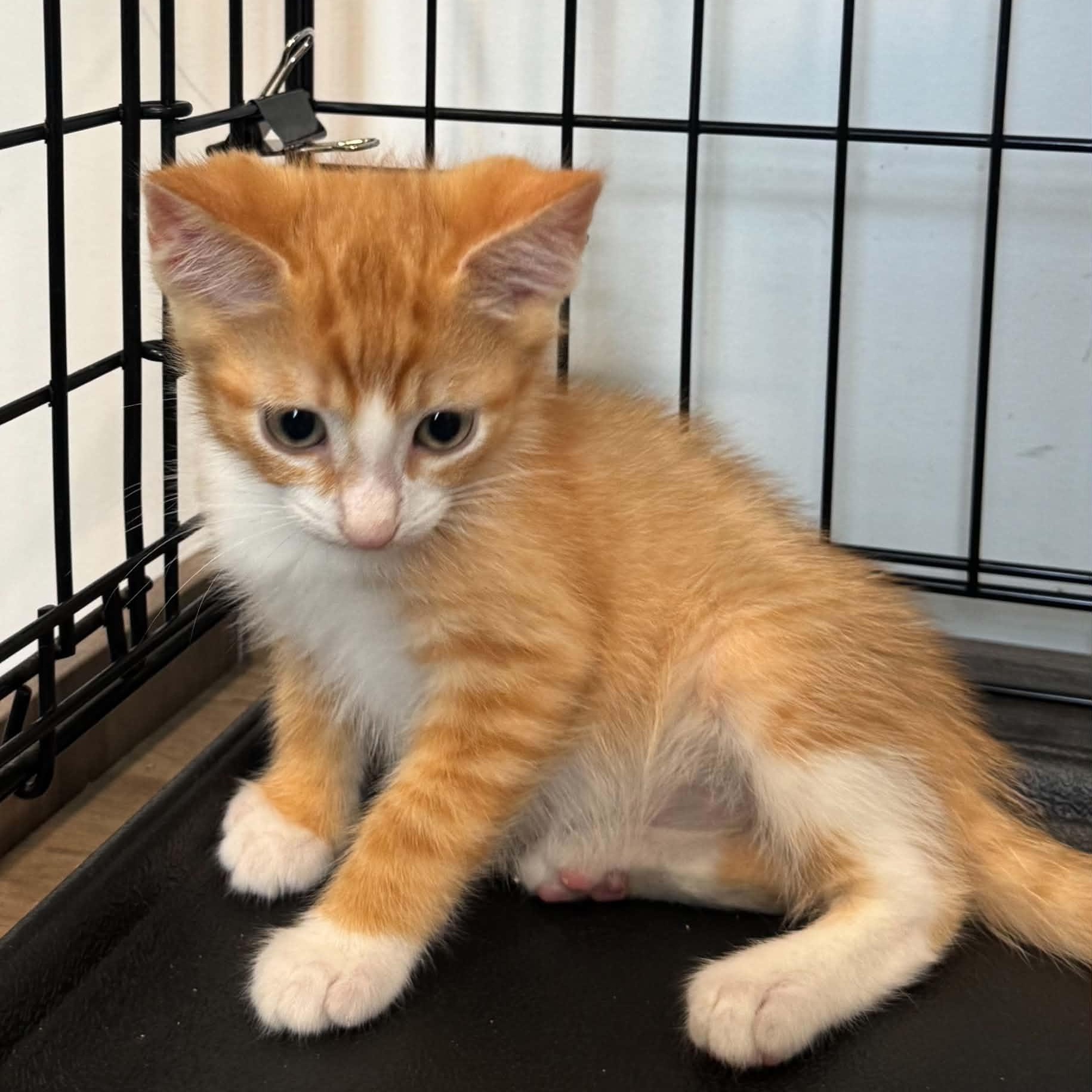 Enlarge Gideon, a Adoptable American Shorthair in Danbury, CT image 3/3