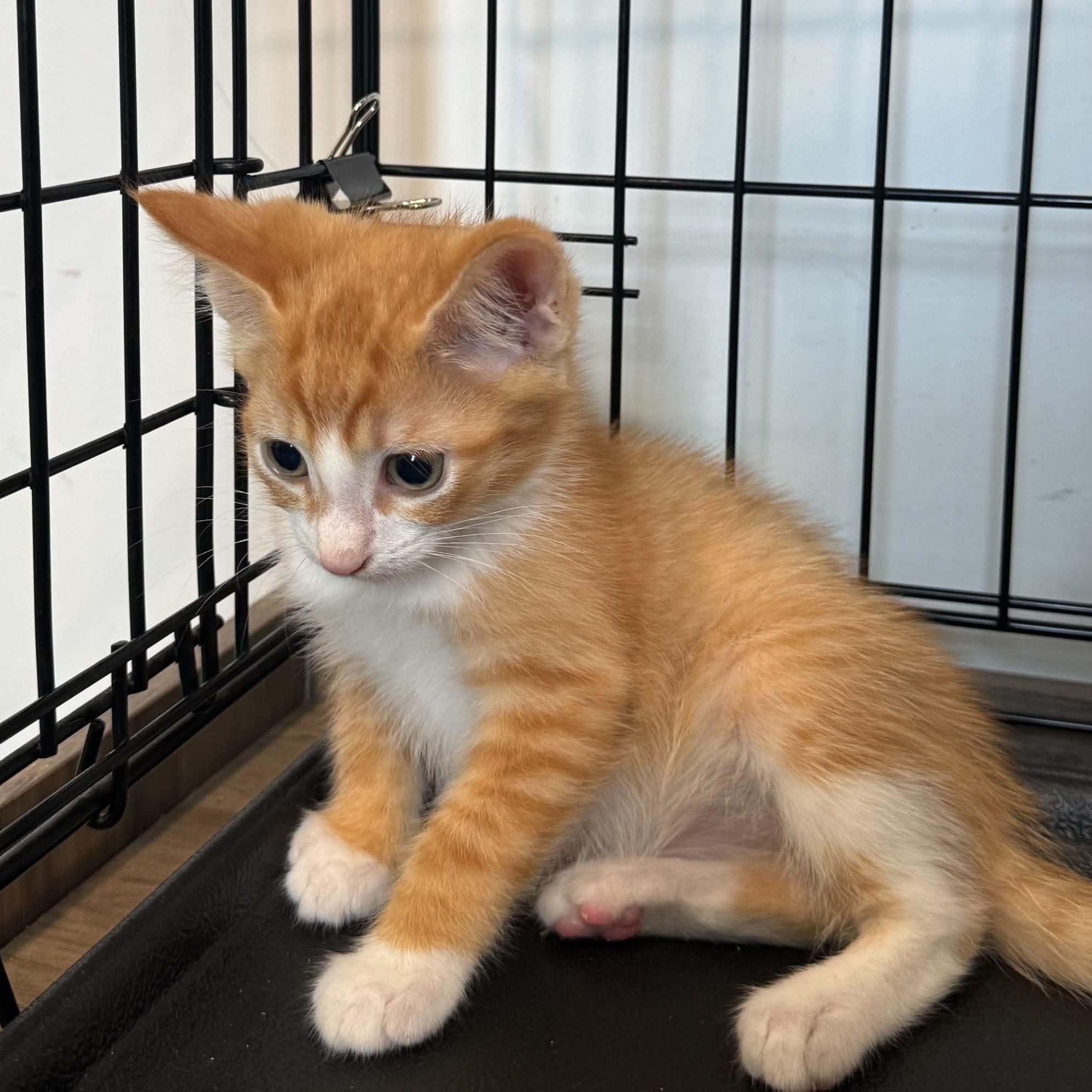 Enlarge Gideon, a Adoptable American Shorthair in Danbury, CT image 1/3