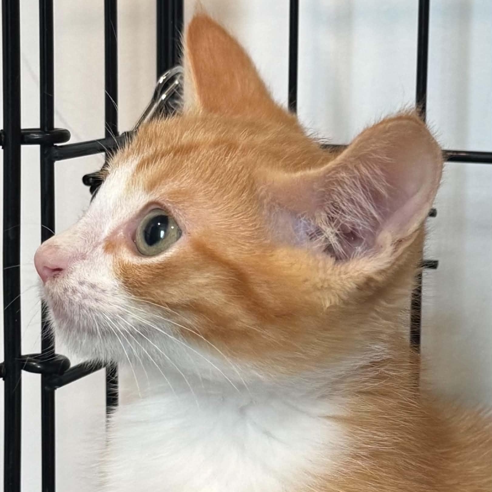 Enlarge Gideon, a Adoptable American Shorthair in Danbury, CT image 2/3