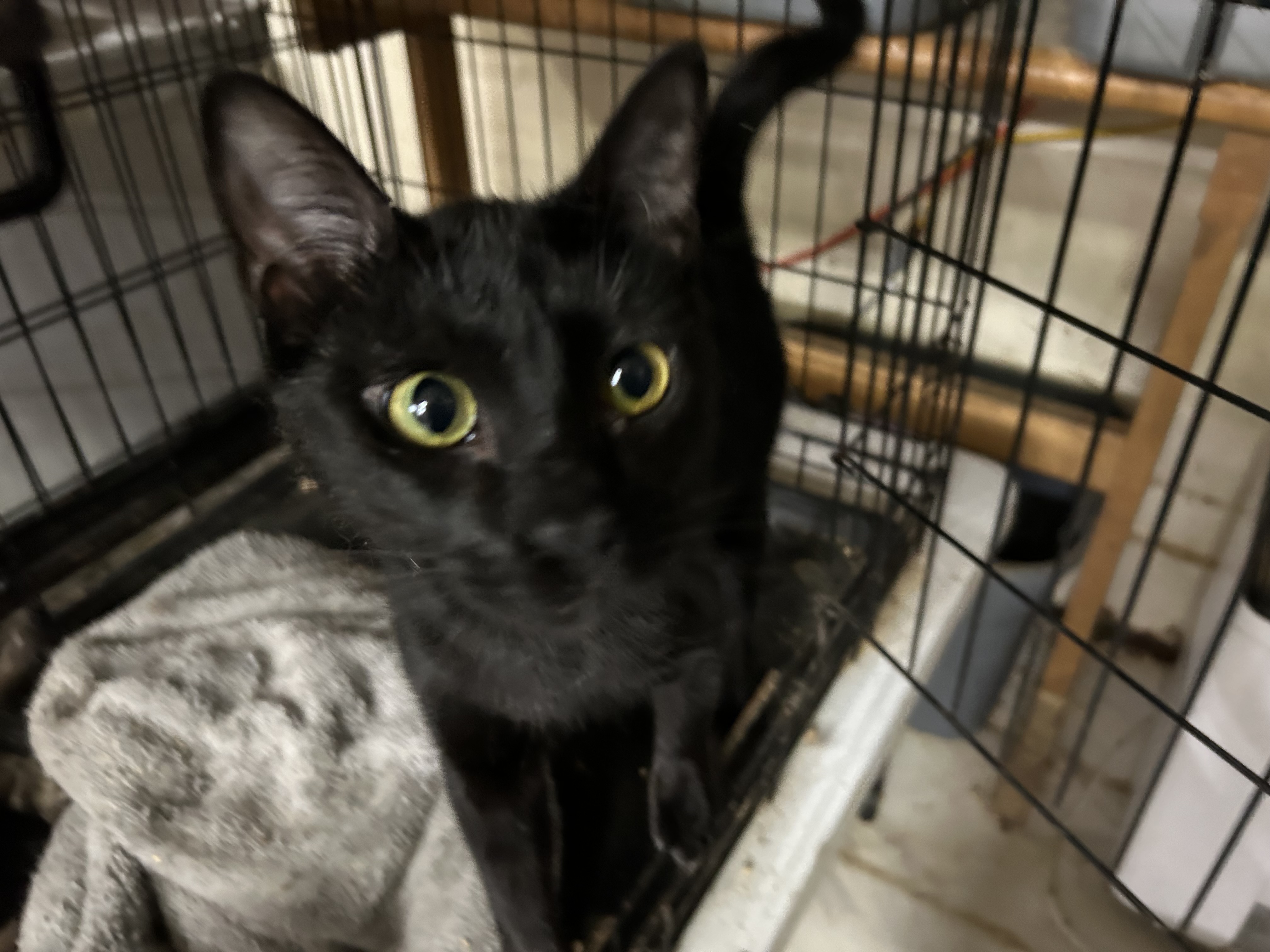 Berlin, an adoptable Bombay, American Shorthair in New Orleans, LA, 70175 | Photo Image 2