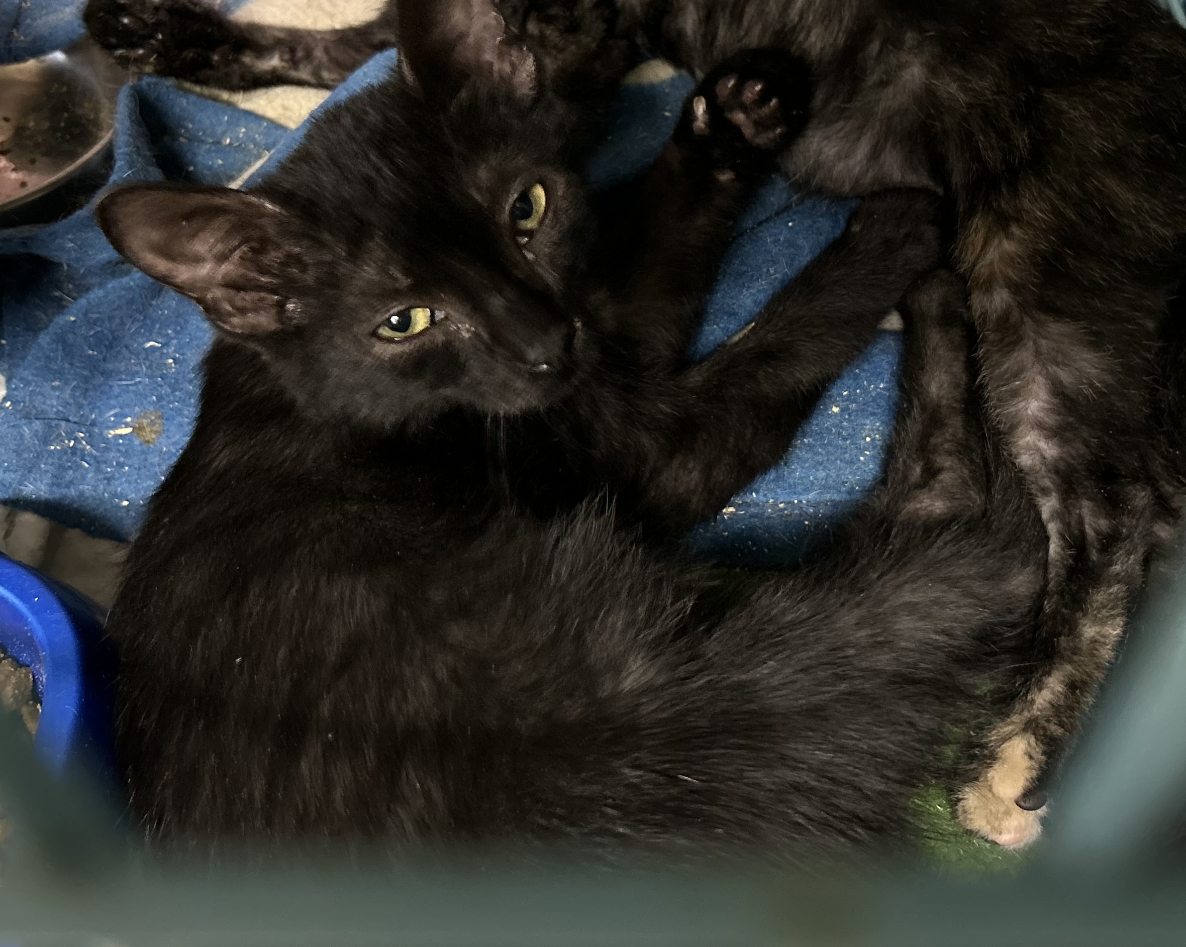 Berlin, an adoptable Bombay, American Shorthair in New Orleans, LA, 70175 | Photo Image 3