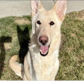 Willow, Adoptable, Young Female German Shepherd Dog.