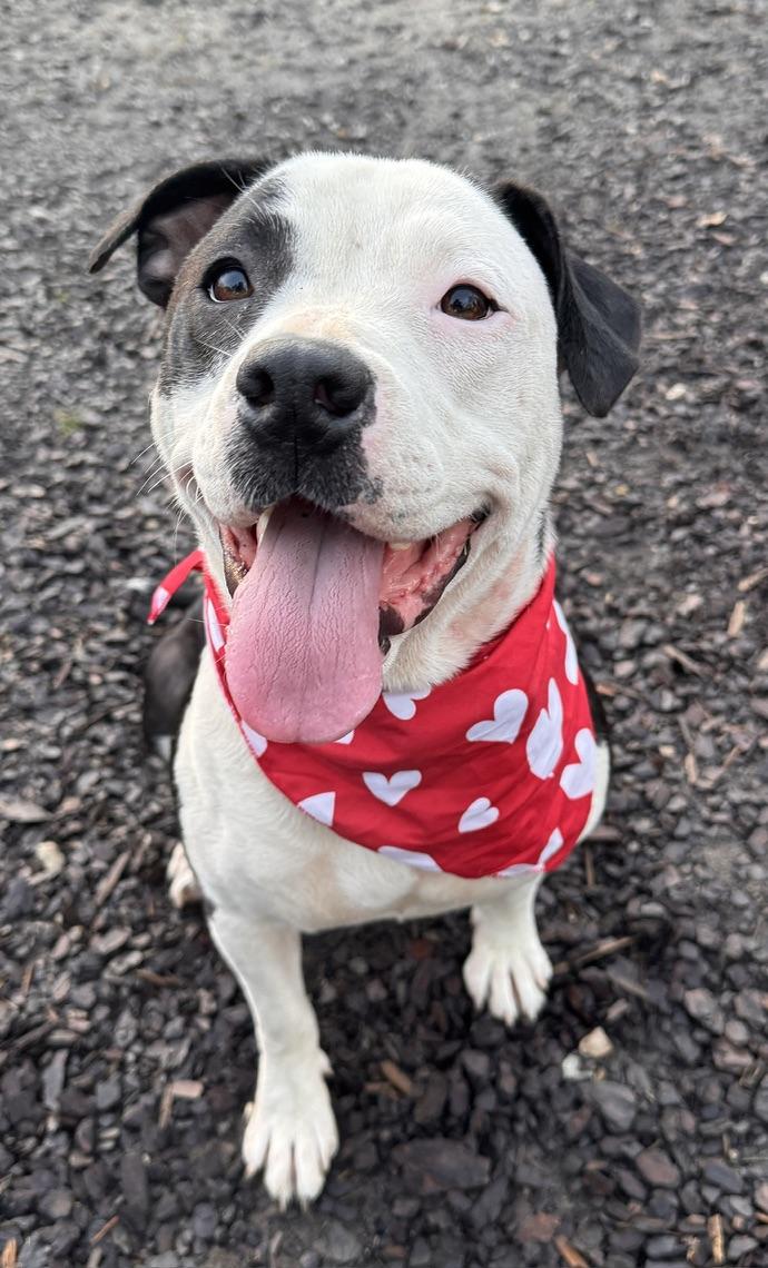 Enlarge Diamond, a Adoptable mixed breed in Johnston, RI image 2/6