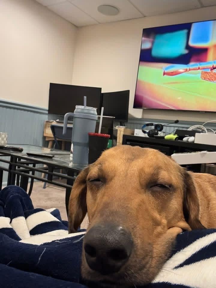 Jerry, Adoptable, Puppy Male Dachshund & Australian Shepherd.