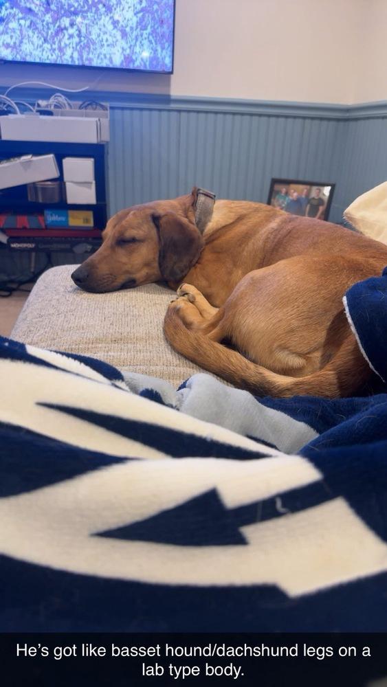 Jerry, a Adoptable mixed breed in Irwin, PA image 2/5