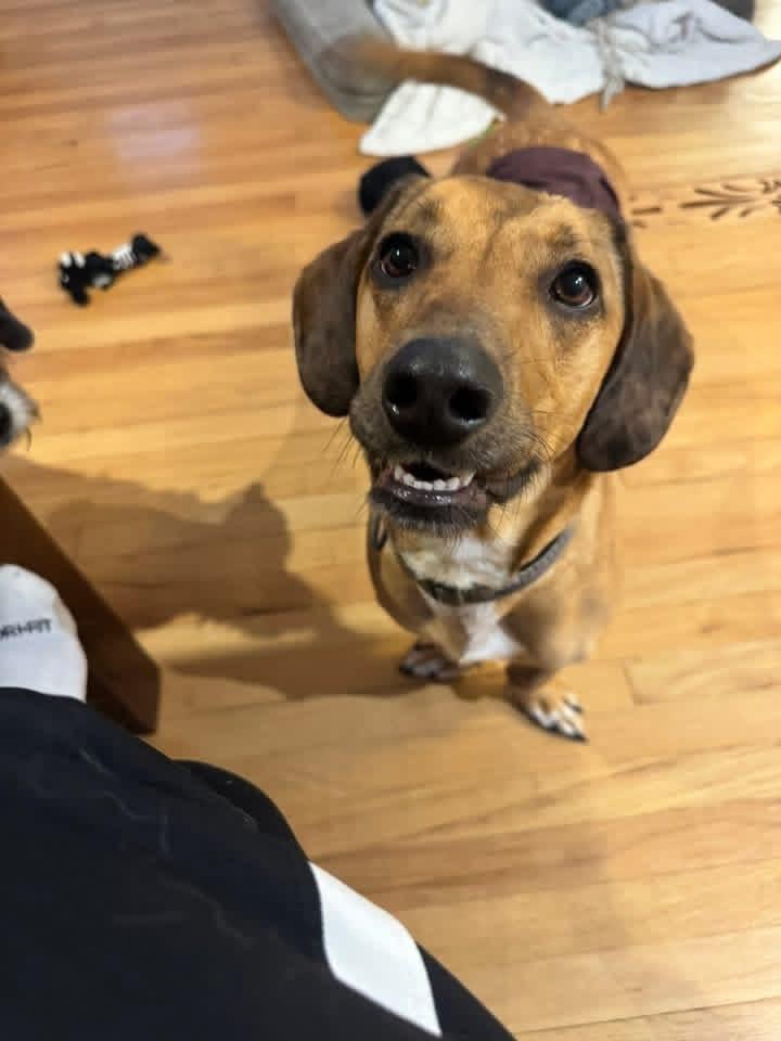 Jerry, a Adoptable mixed breed in Irwin, PA image 3/5