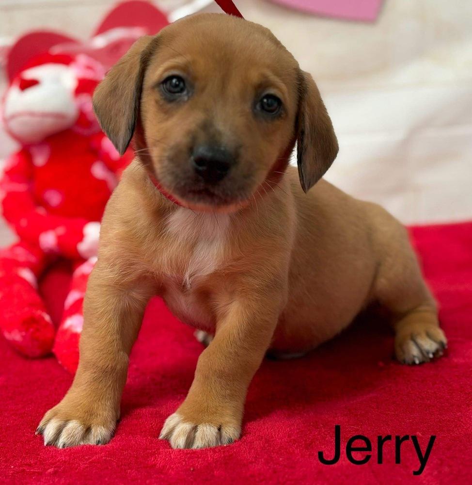 Jerry, a Adoptable mixed breed in Irwin, PA image 4/5
