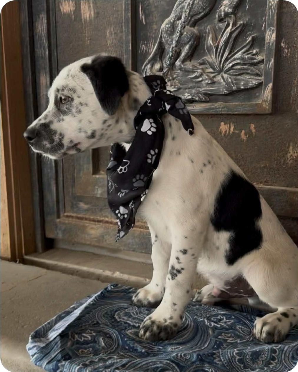 Enlarge Hercules, a ADOPTABLE mixed breed in Paramus, NJ image 6/6