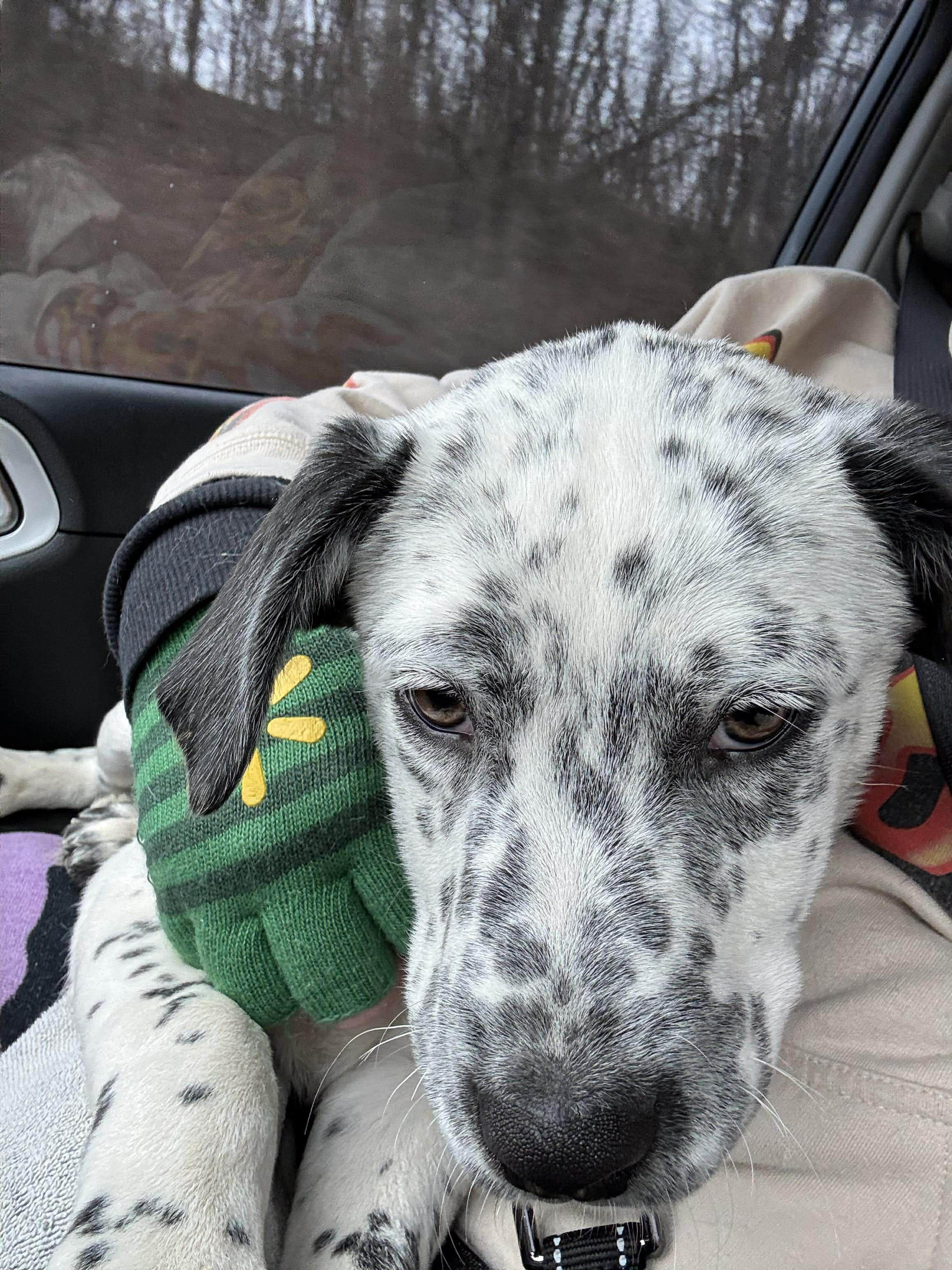 Enlarge Hercules, an adopted mixed breed in Paramus, NJ image 3/6