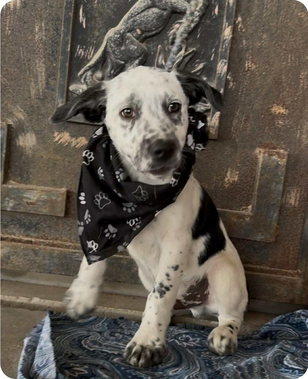 Enlarge Hercules, a ADOPTABLE mixed breed in Paramus, NJ image 5/6