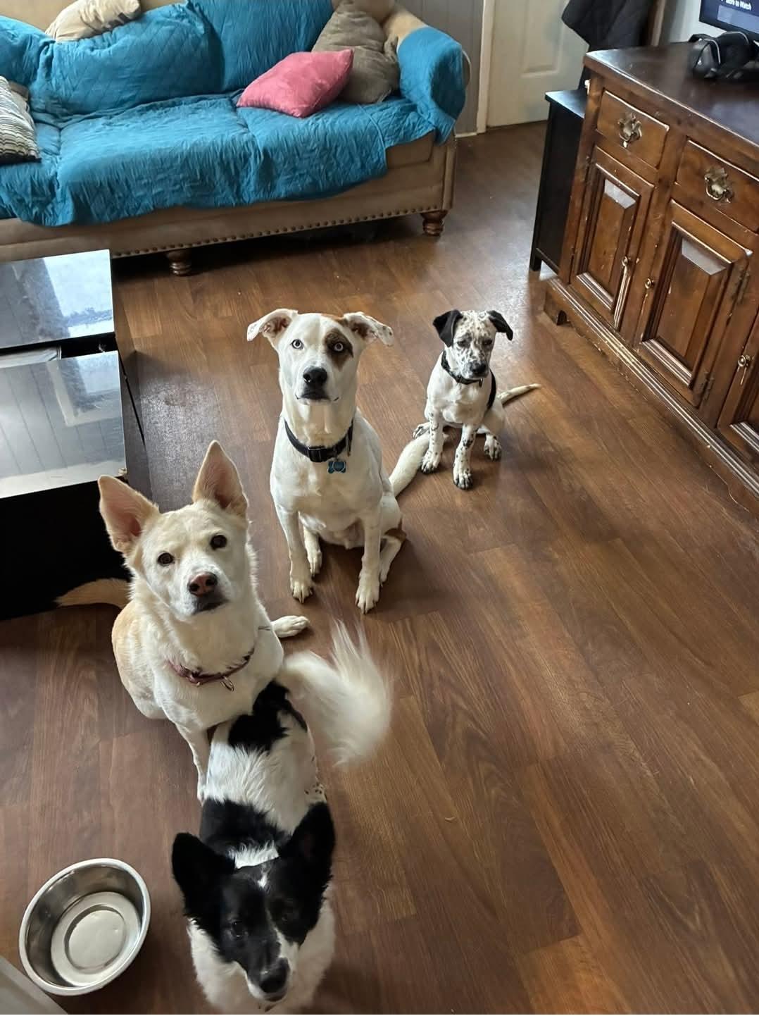 Enlarge Hercules, an adopted mixed breed in Paramus, NJ image 5/6