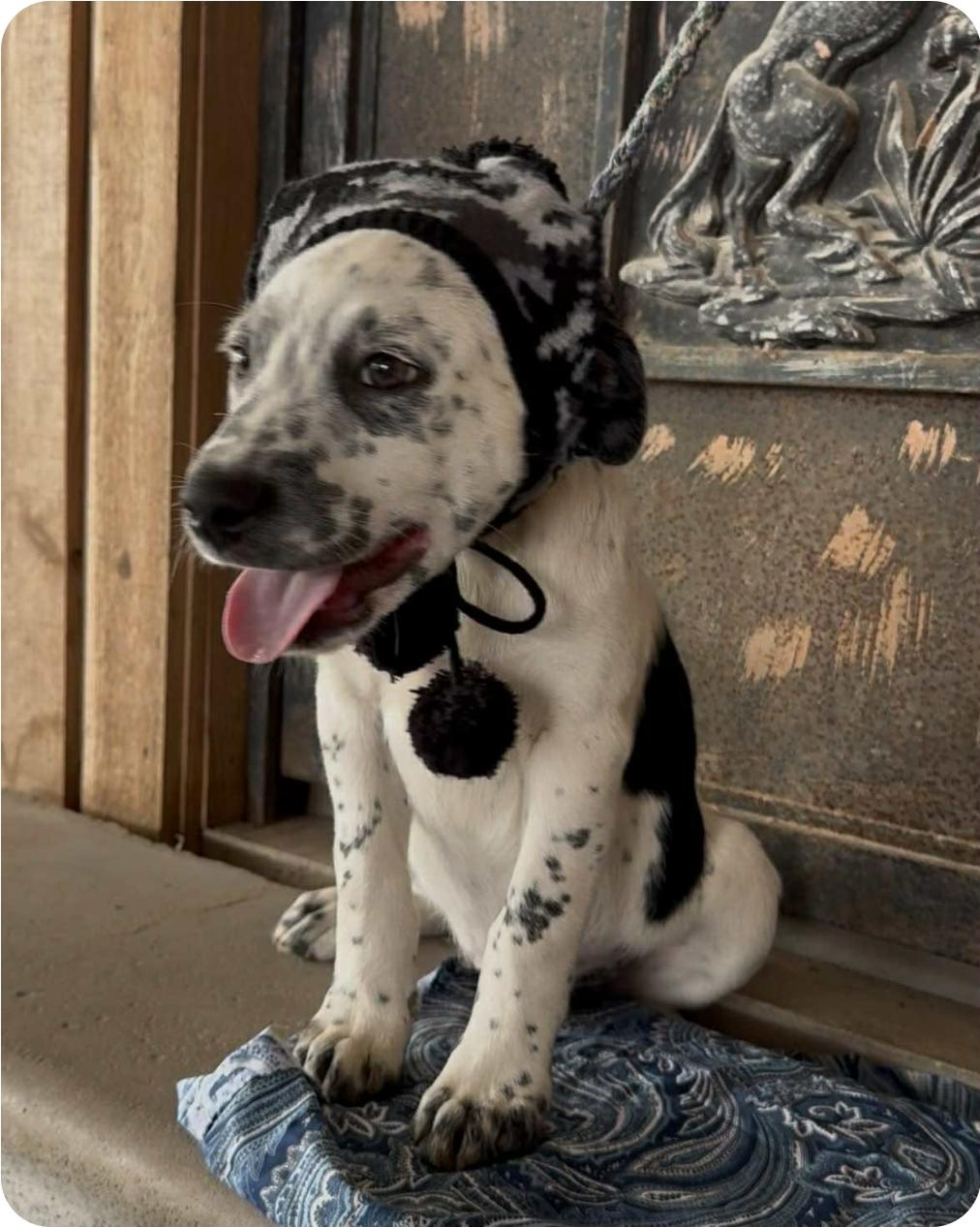 Enlarge Hercules, a ADOPTABLE mixed breed in Paramus, NJ image 3/6