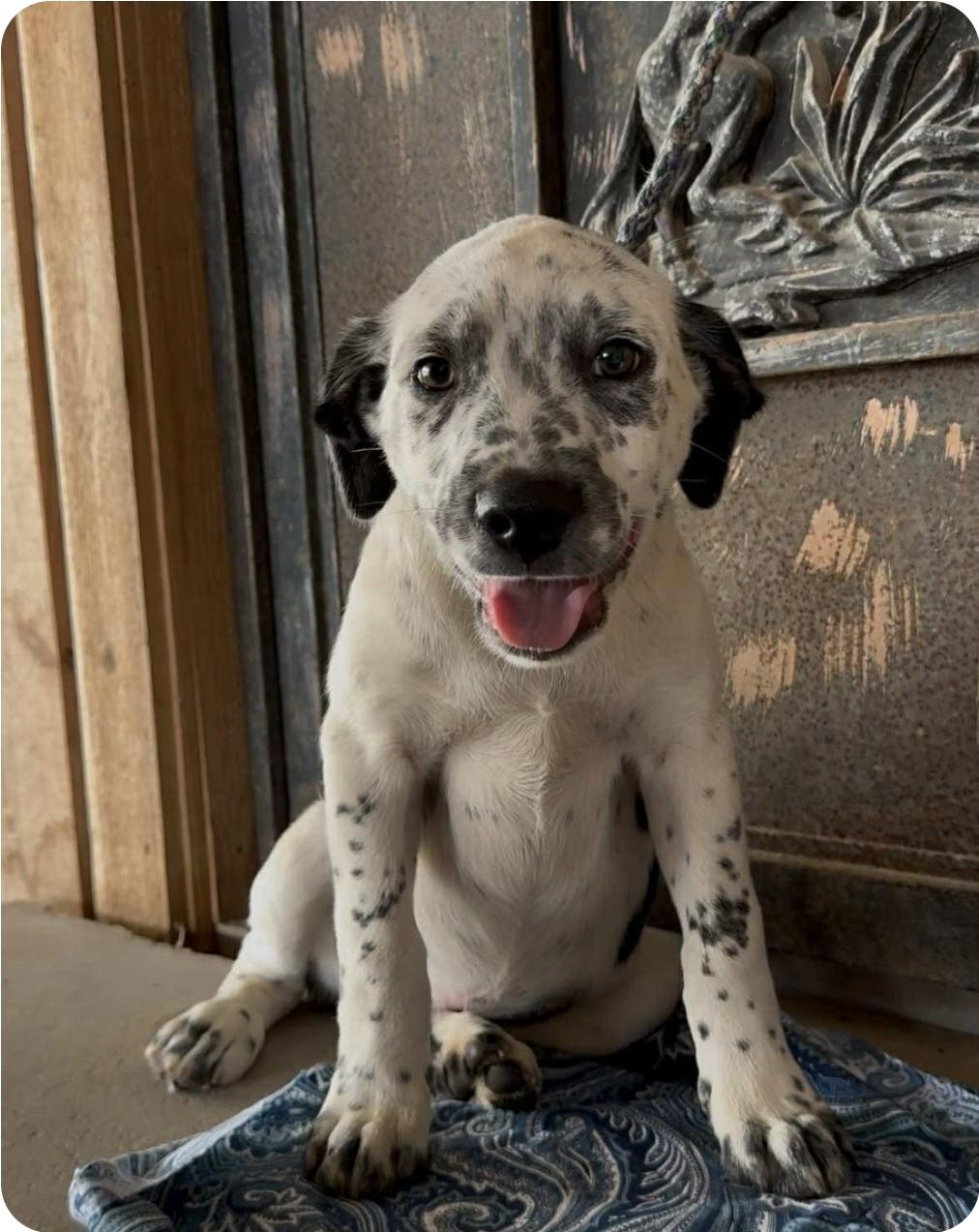 Hercules, ADOPTABLE, Puppy Male Hound & Black Labrador Retriever.