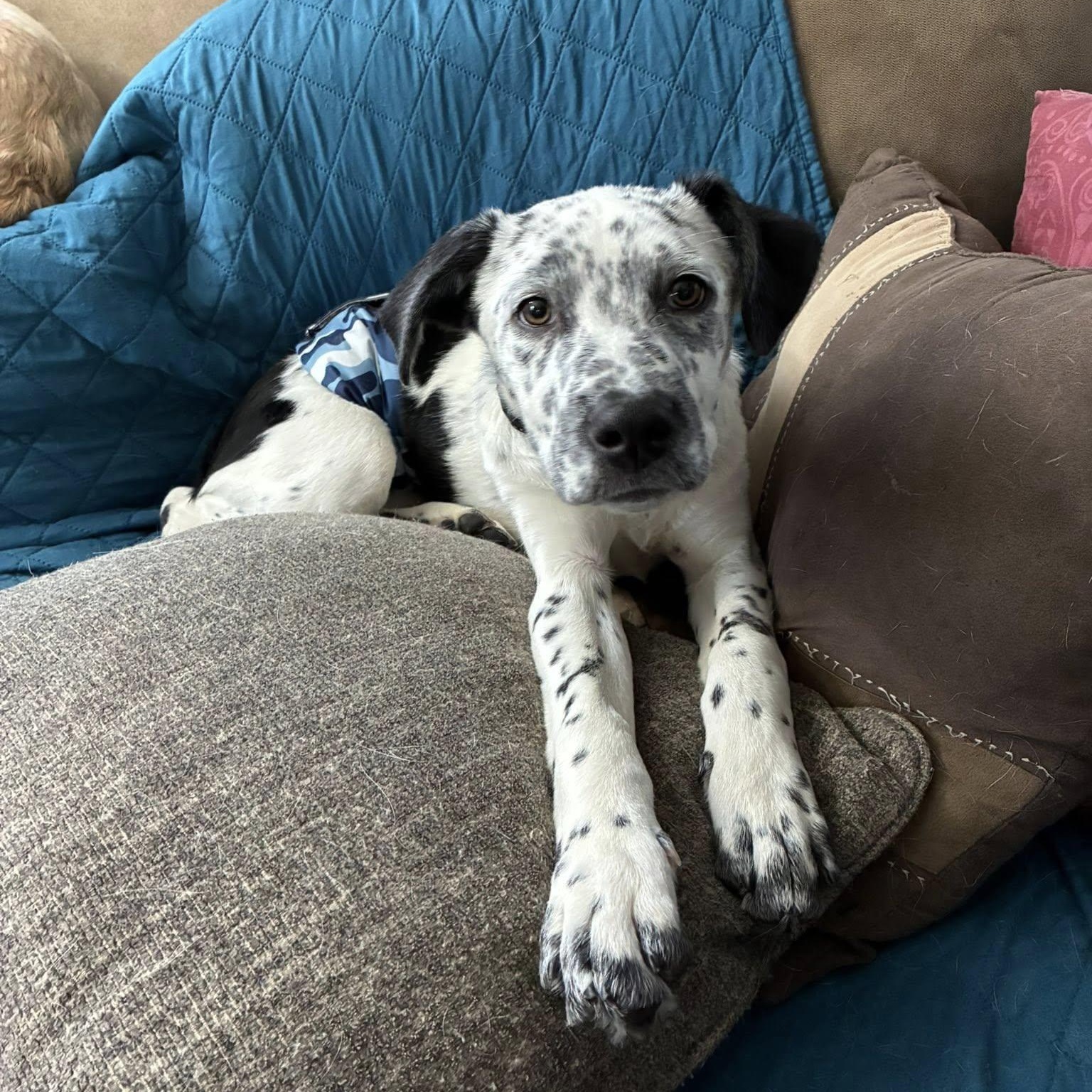 Enlarge Hercules, an adopted mixed breed in Paramus, NJ image 1/6