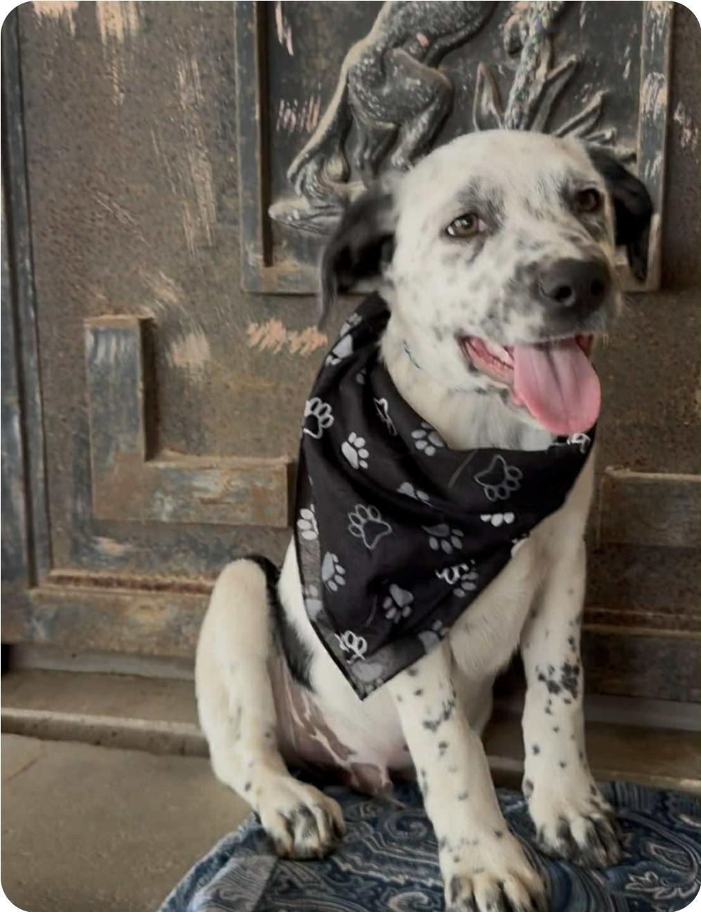 Enlarge Hercules, a ADOPTABLE mixed breed in Paramus, NJ image 4/6