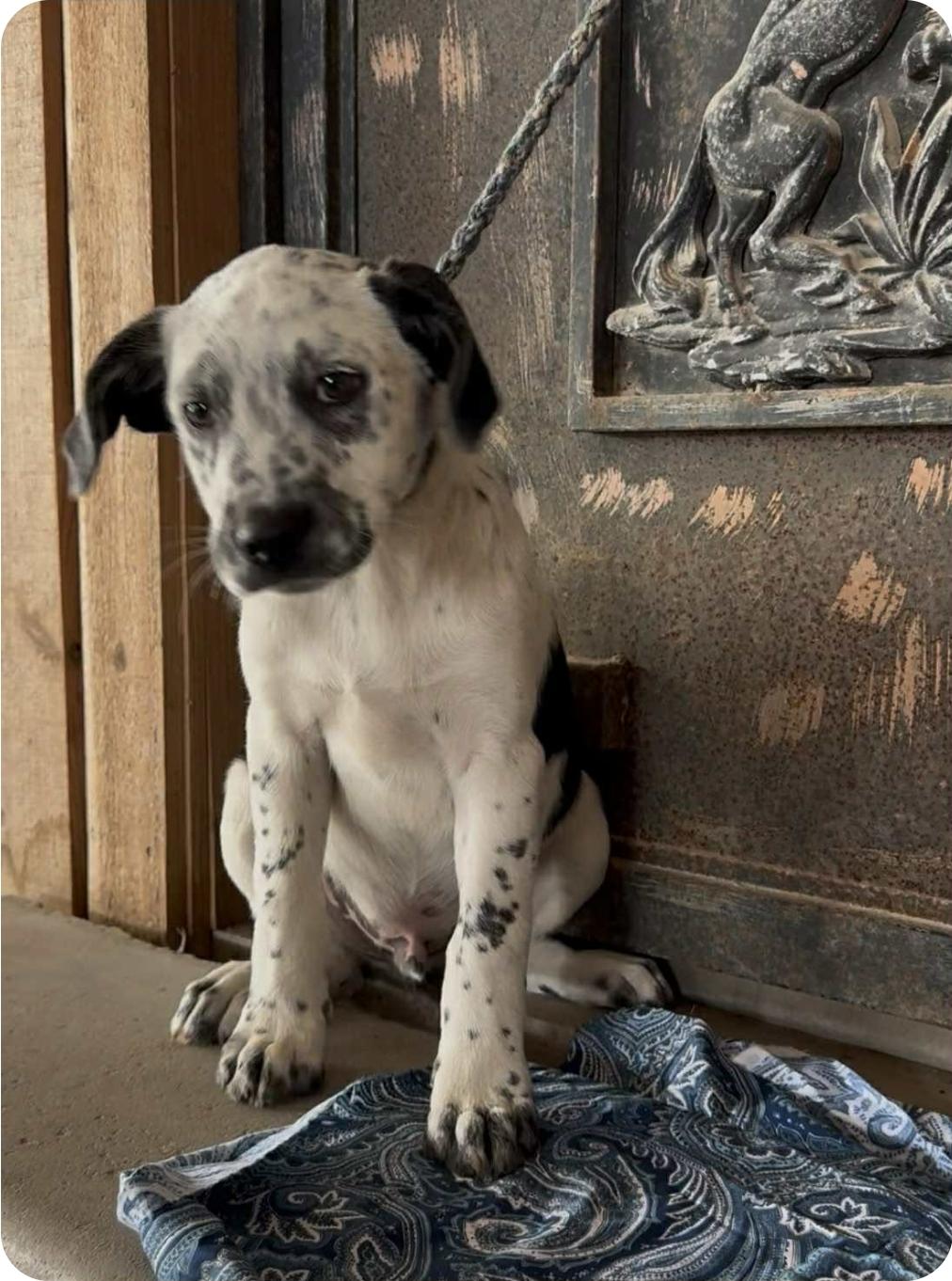 Enlarge Hercules, a ADOPTABLE mixed breed in Paramus, NJ image 1/6