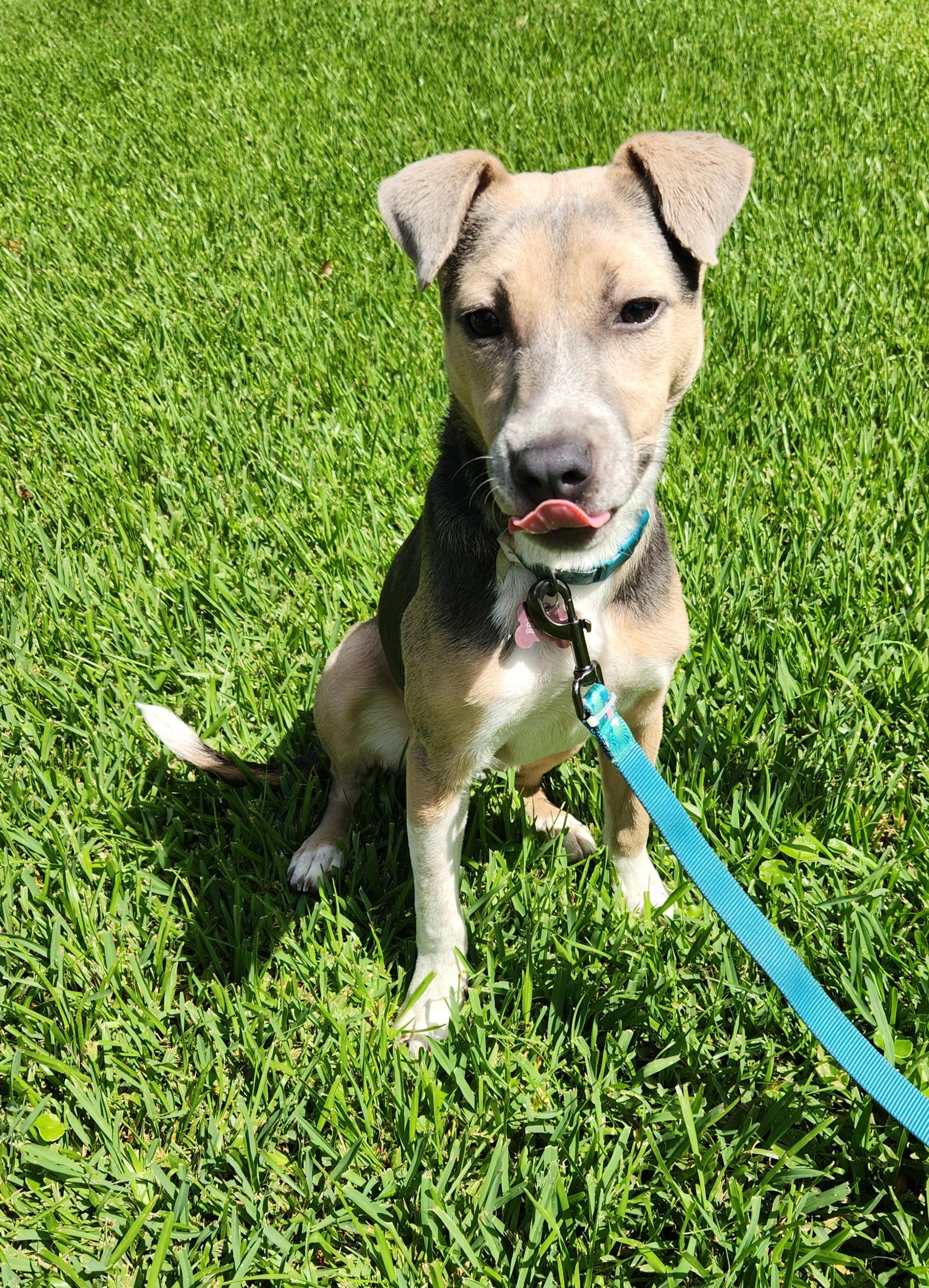 Enlarge Olive, an adoptable mixed breed in Baton Rouge, LA image 6/6