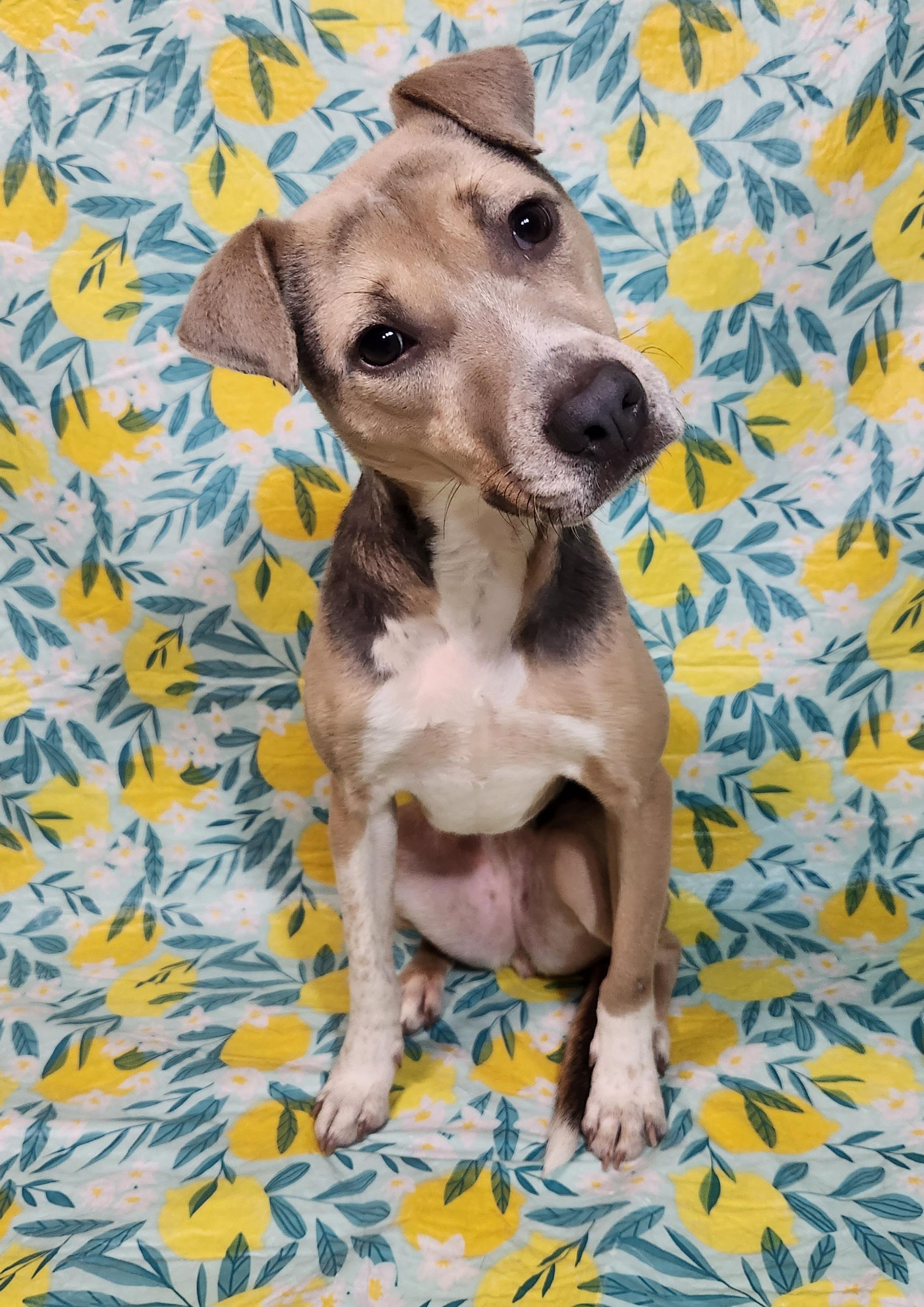 Olive, adoptable, Young Female Mixed Breed.