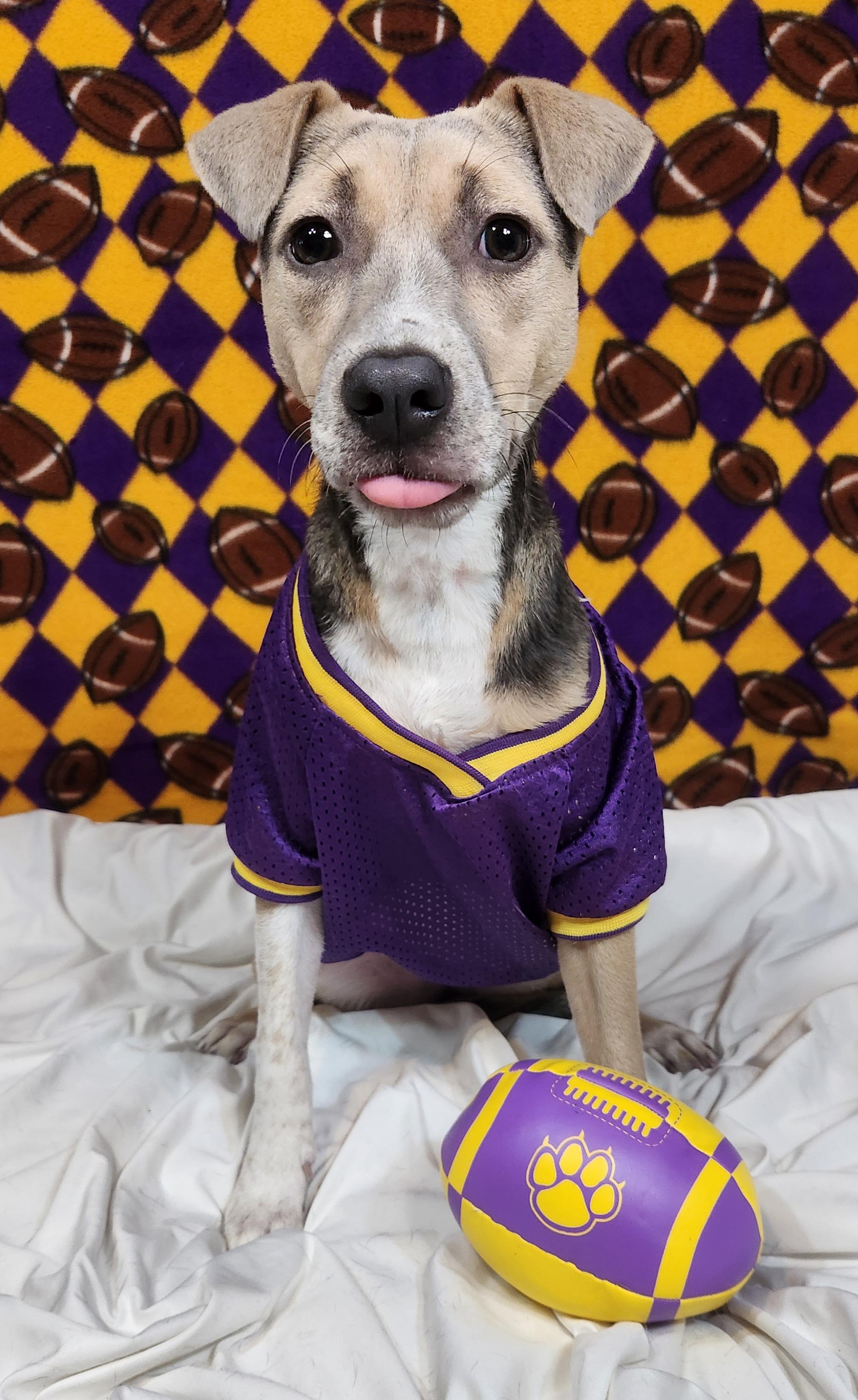 Enlarge Olive, an adoptable mixed breed in Baton Rouge, LA image 5/6