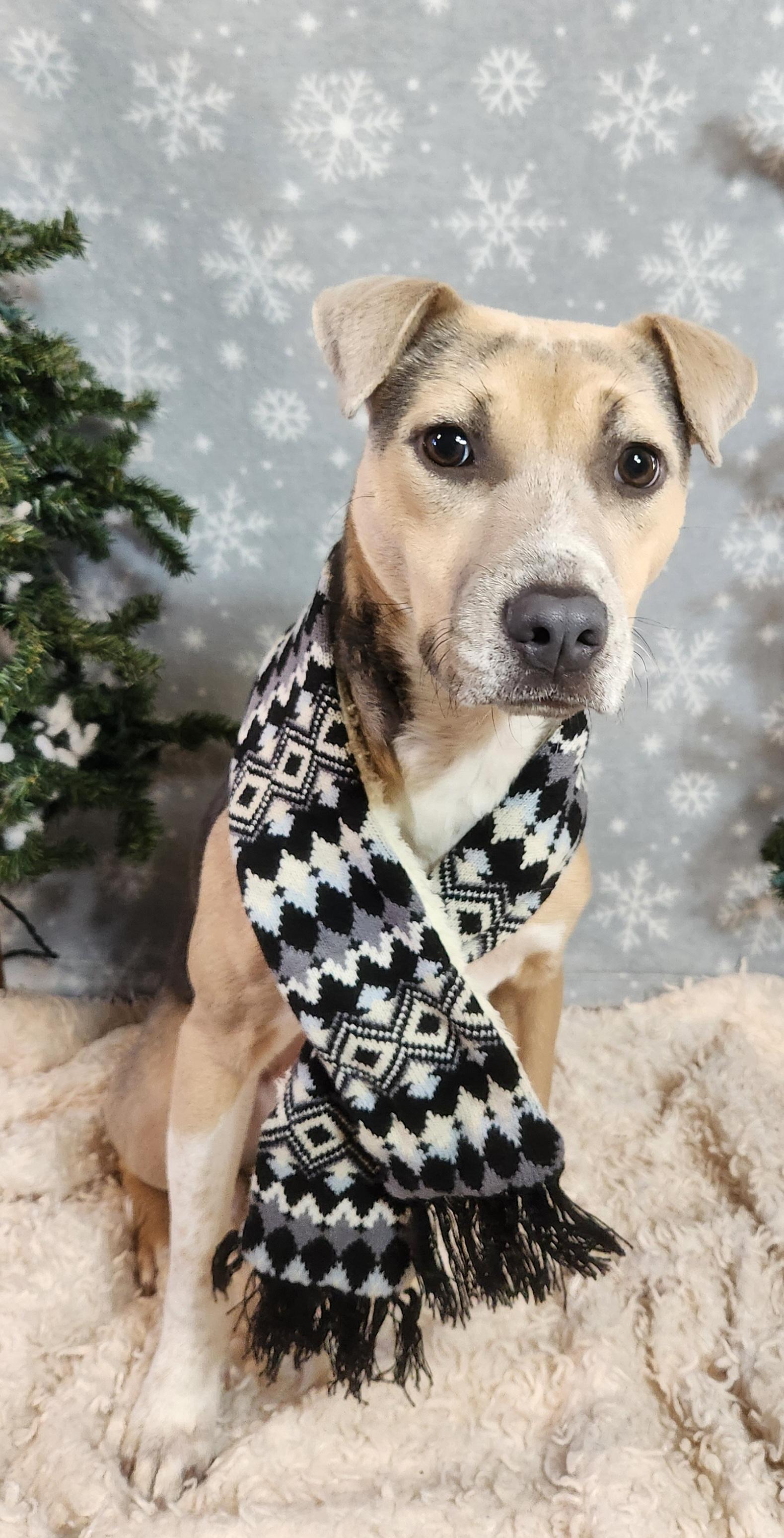 Olive, adoptable, Young Female Mixed Breed.