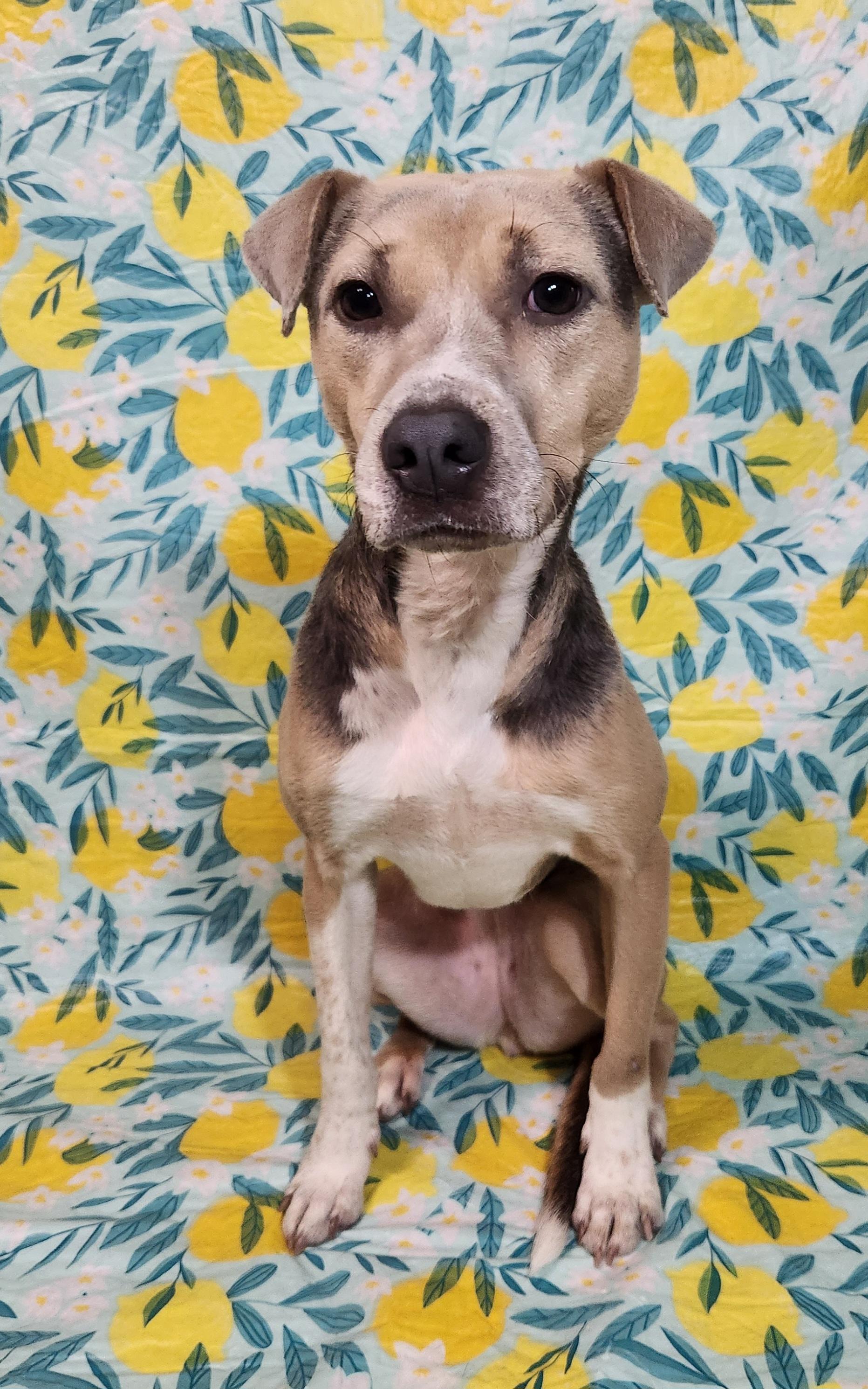 Enlarge Olive, an adoptable mixed breed in Baton Rouge, LA image 3/5