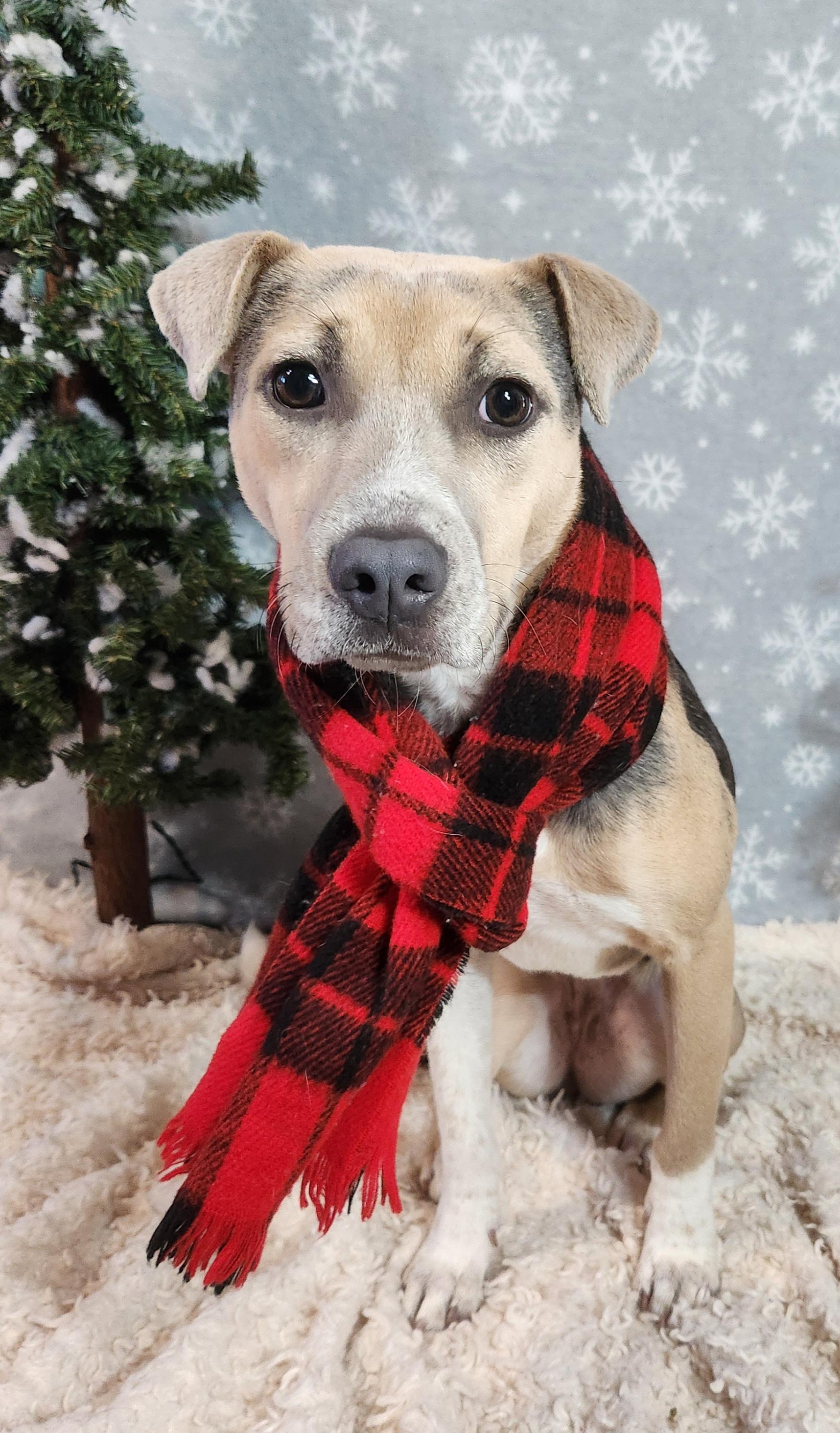 Enlarge Olive, an adoptable mixed breed in Baton Rouge, LA image 2/6