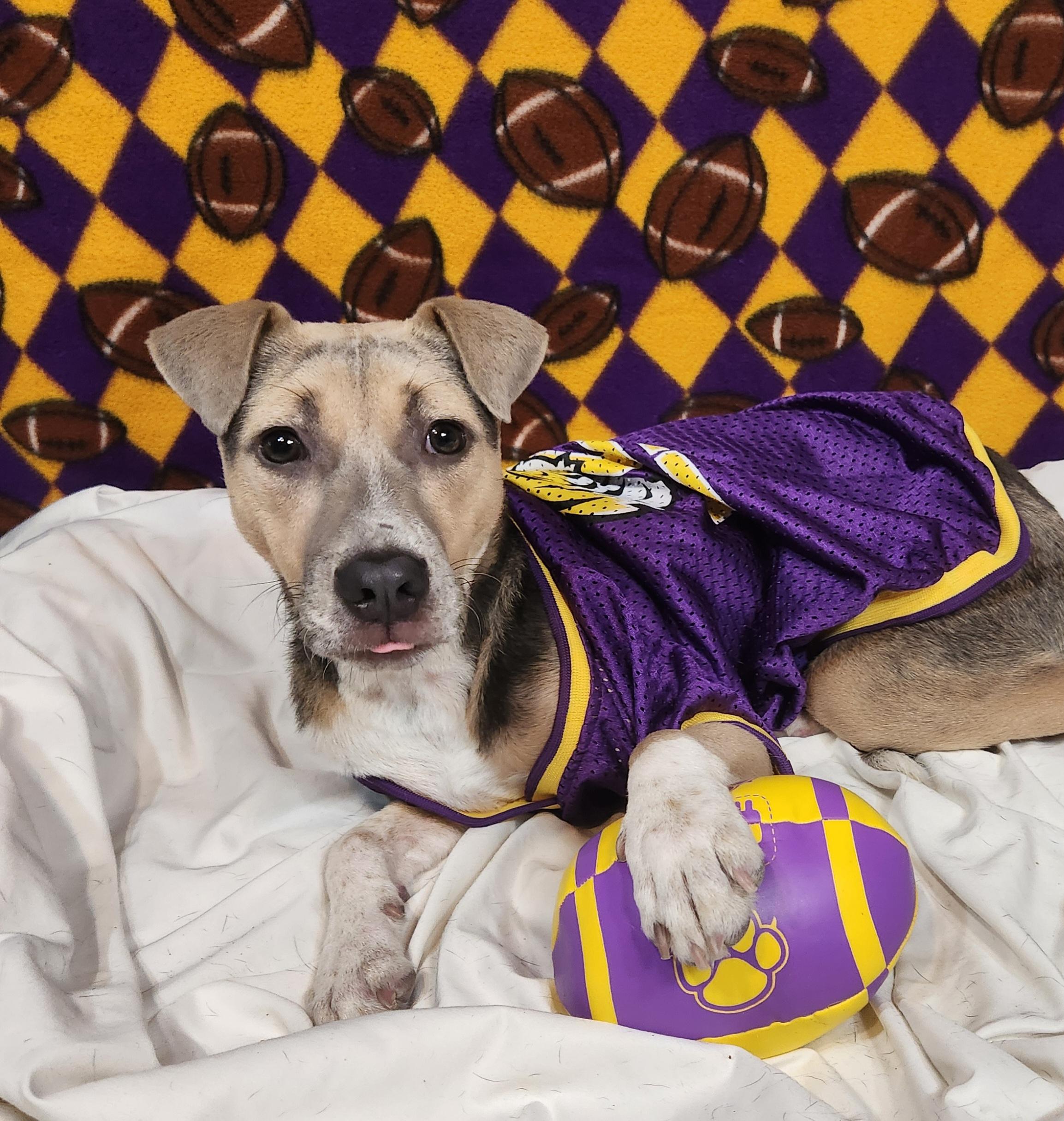 Enlarge Olive, an adoptable mixed breed in Baton Rouge, LA image 4/6