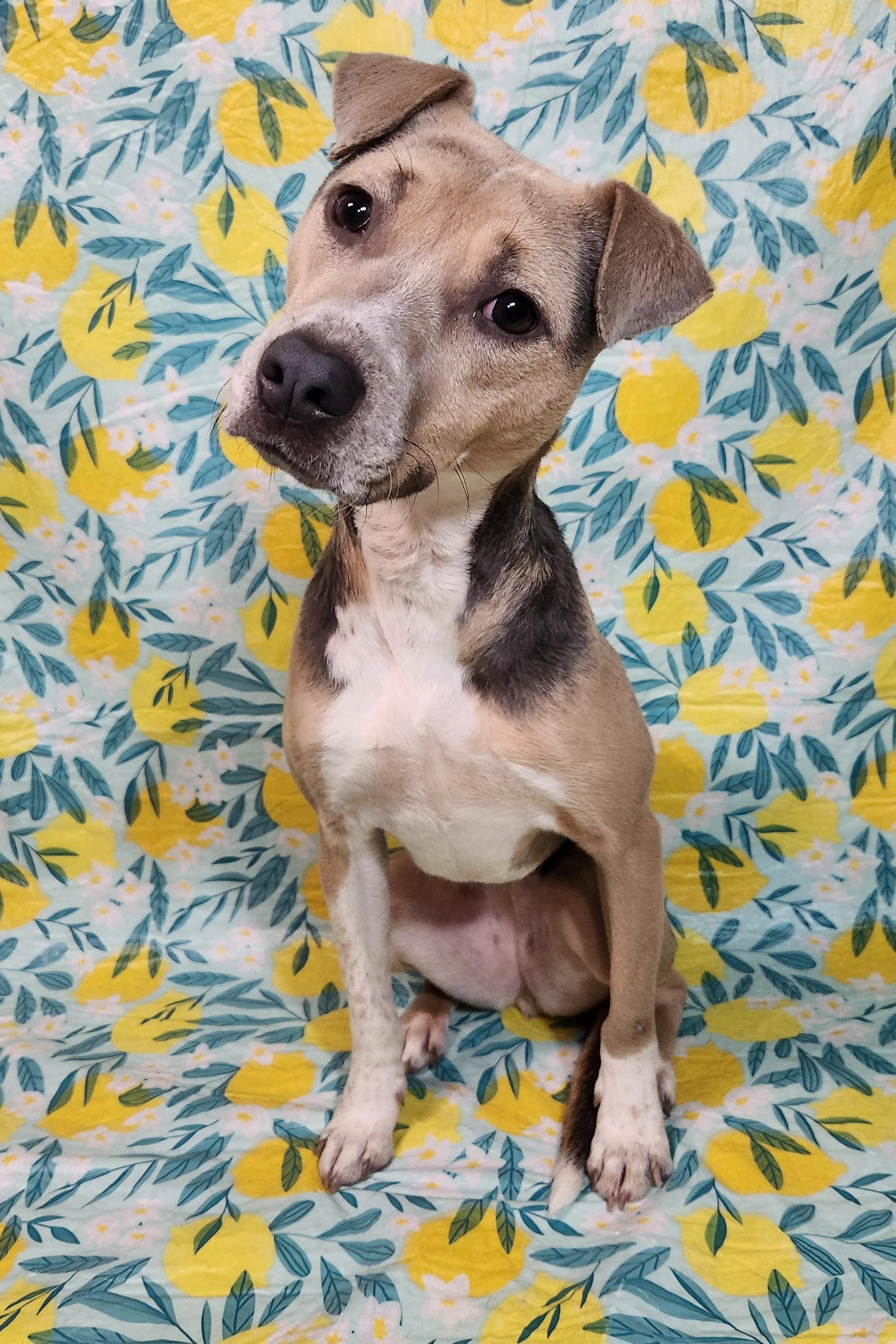 Enlarge Olive, an adoptable mixed breed in Baton Rouge, LA image 2/5