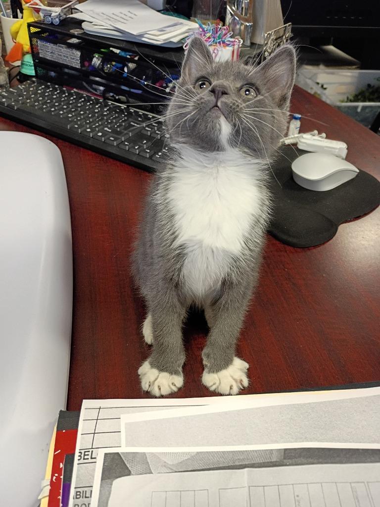 Nugget (J), Adopted, Kitten Male Domestic Short Hair.
