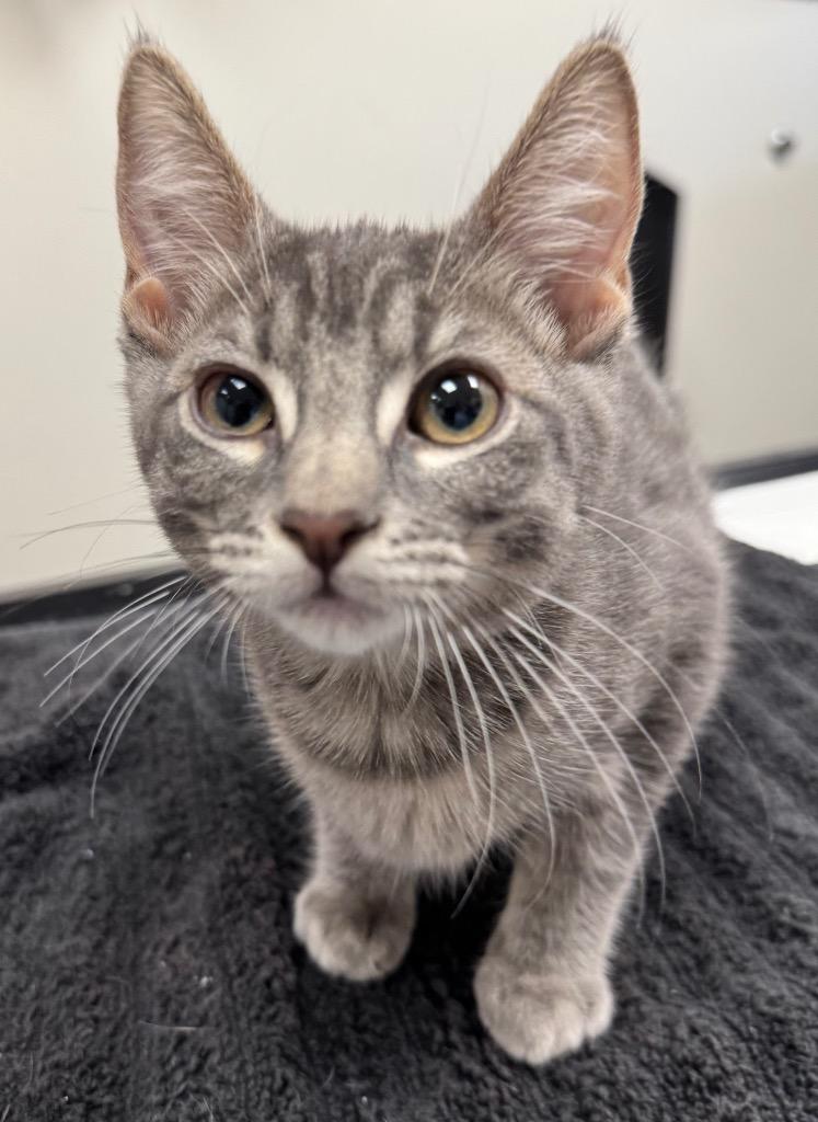 Enlarge Garnet, a Adoptable mixed breed in Gilbert, AZ image 1/1