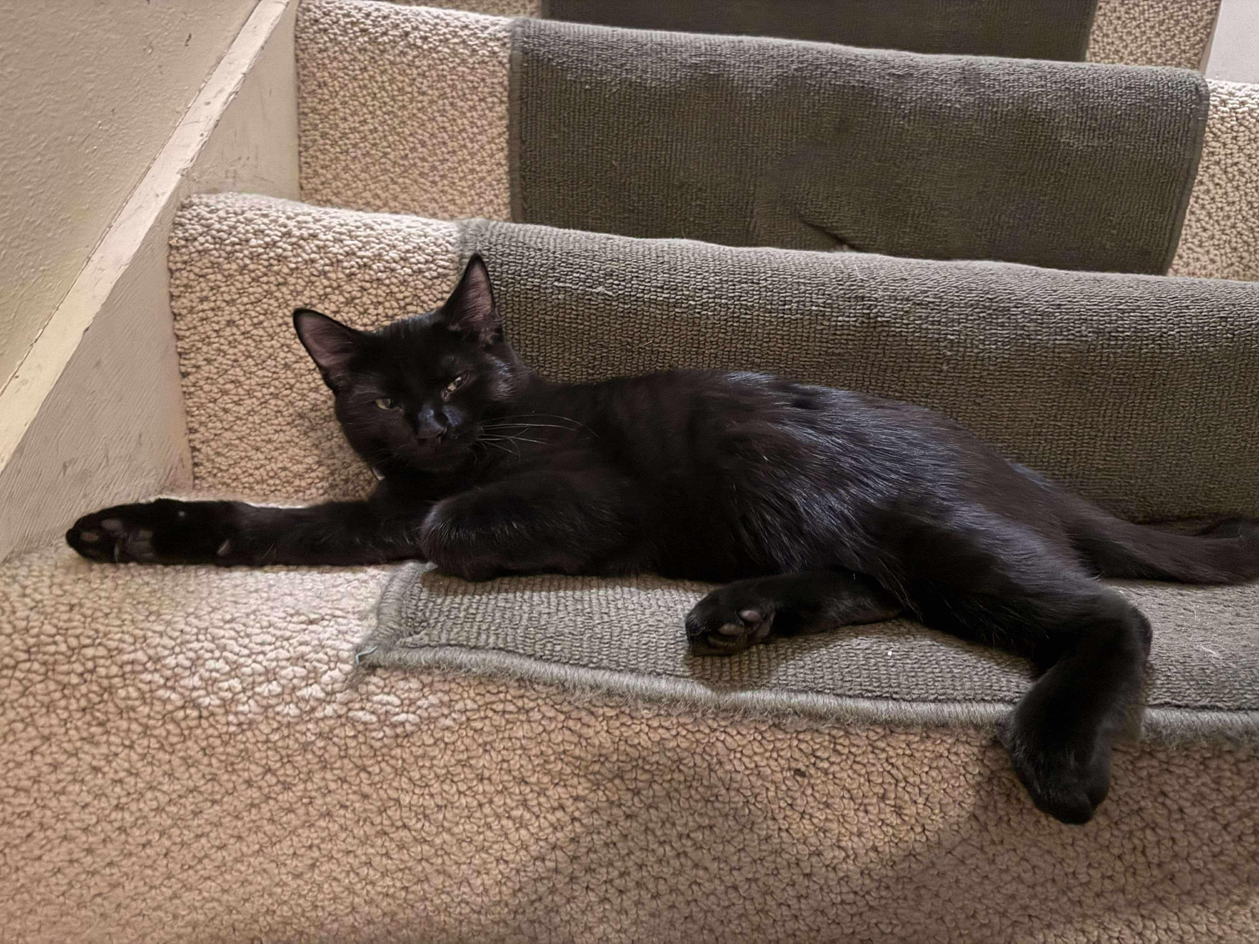 Maka and Kona, a Adoptable Domestic Short Hair in Milwaukee, WI image 4/5