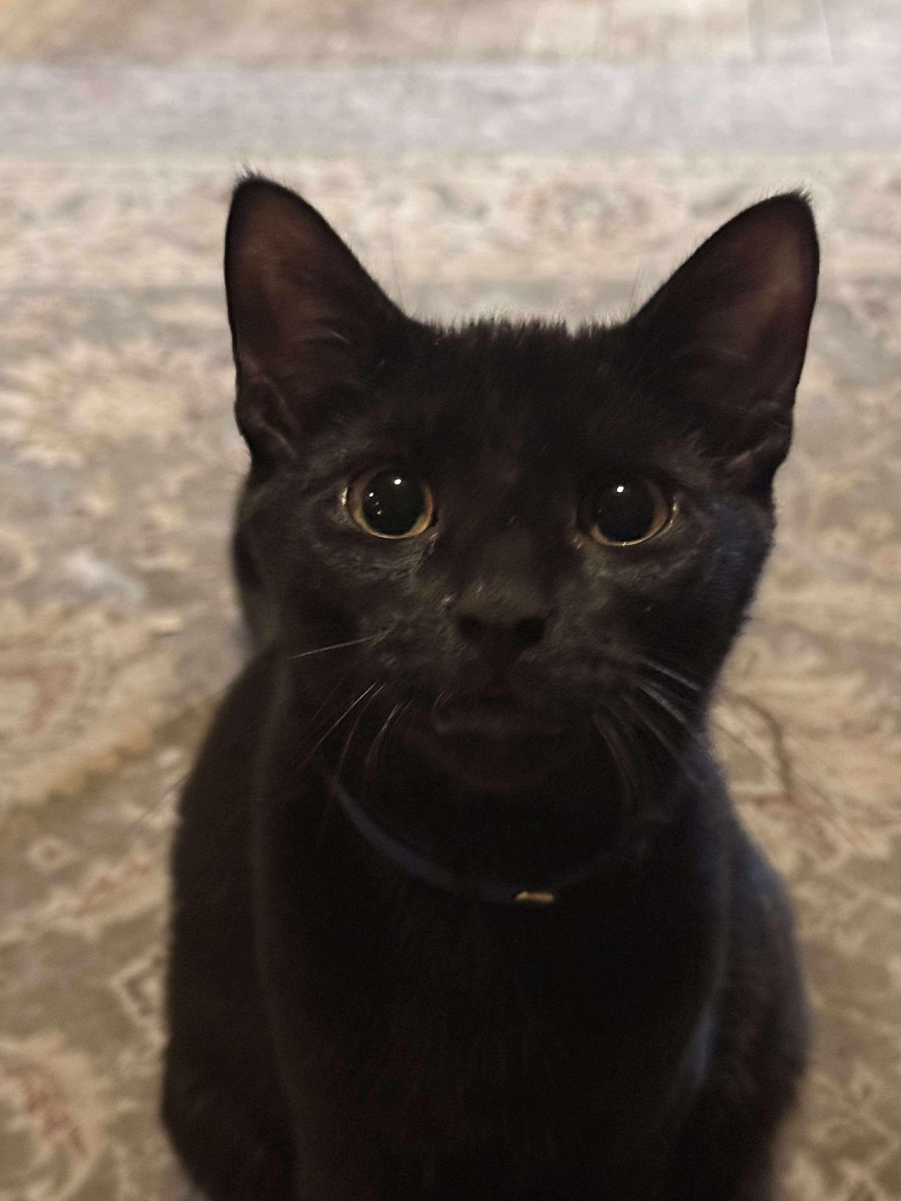 Maka and Kona, a Adoptable Domestic Short Hair in Milwaukee, WI image 2/5