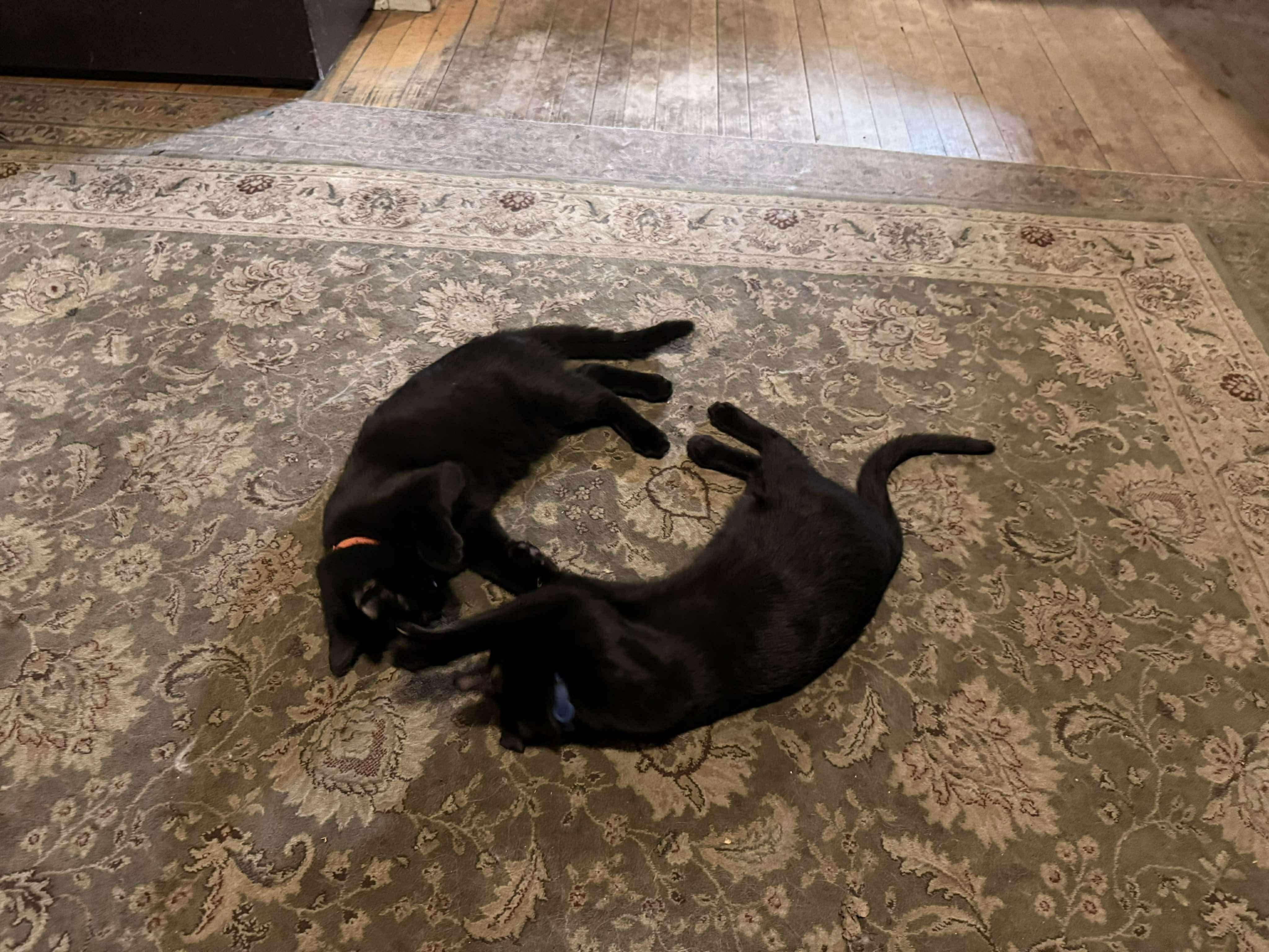 Maka and Kona, a Adoptable Domestic Short Hair in Milwaukee, WI image 5/5
