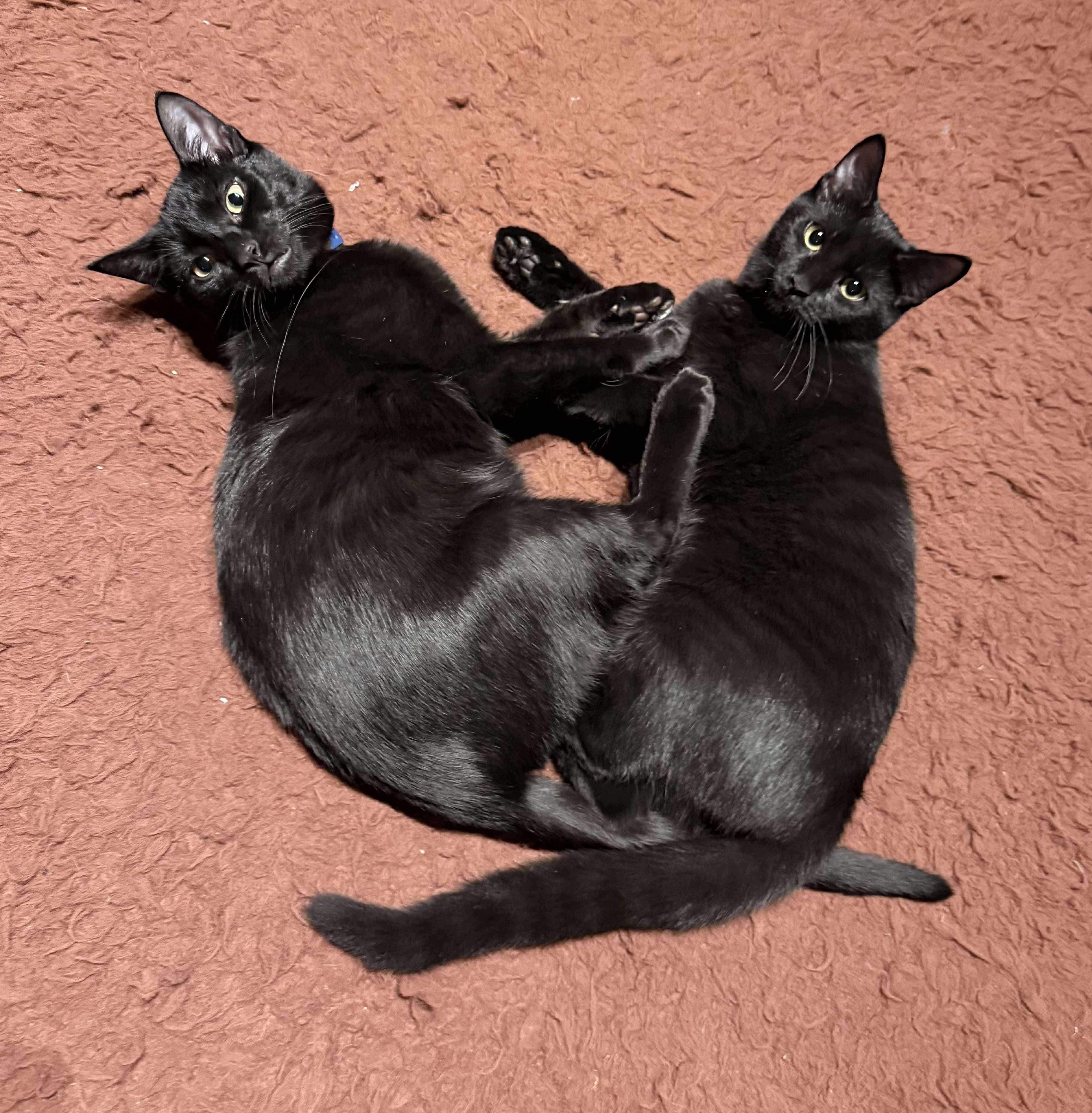 Maka and Kona, a Adoptable Domestic Short Hair in Milwaukee, WI image 1/5
